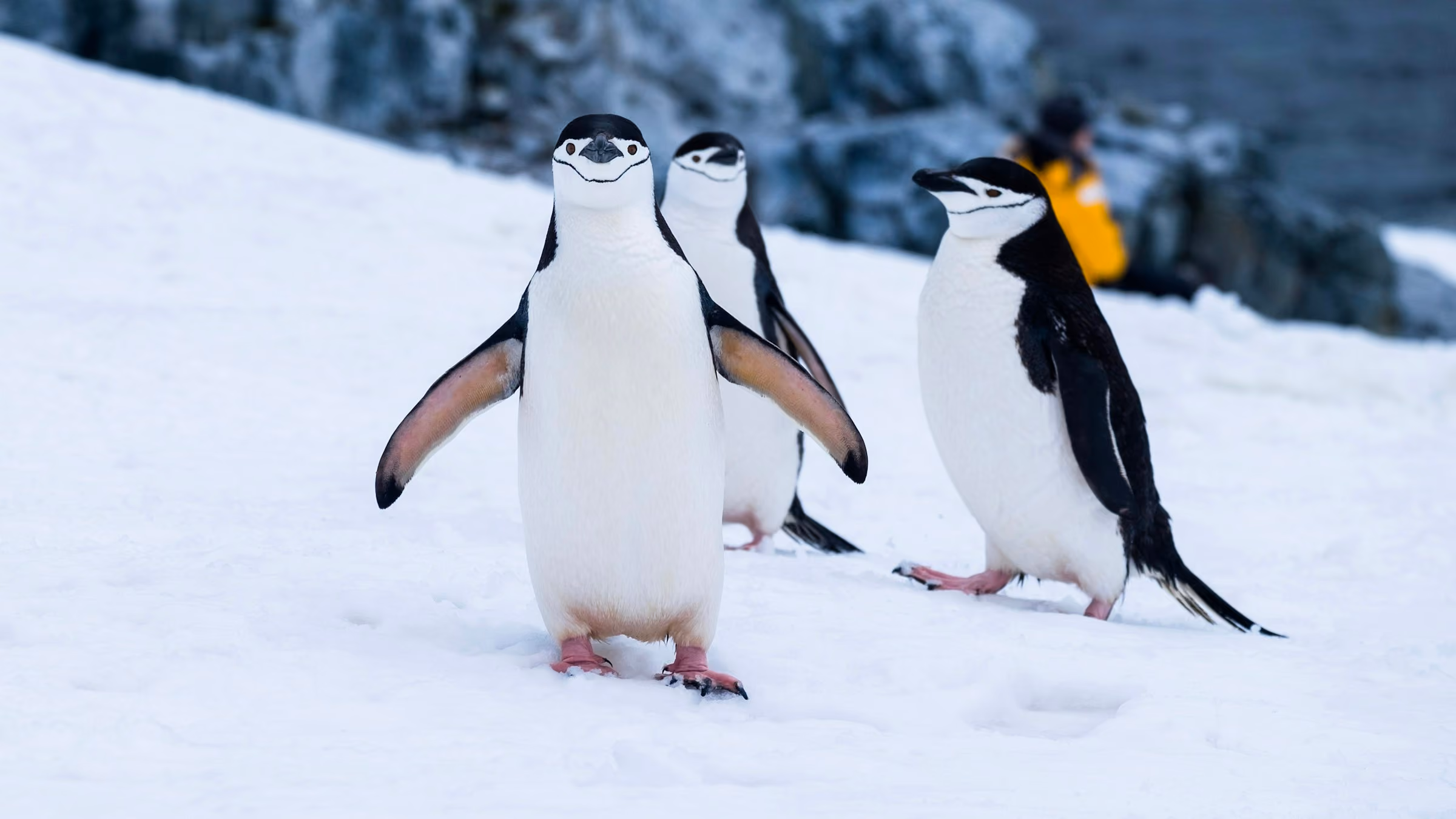 Chinstrap penguins walking across snow in Antarctica