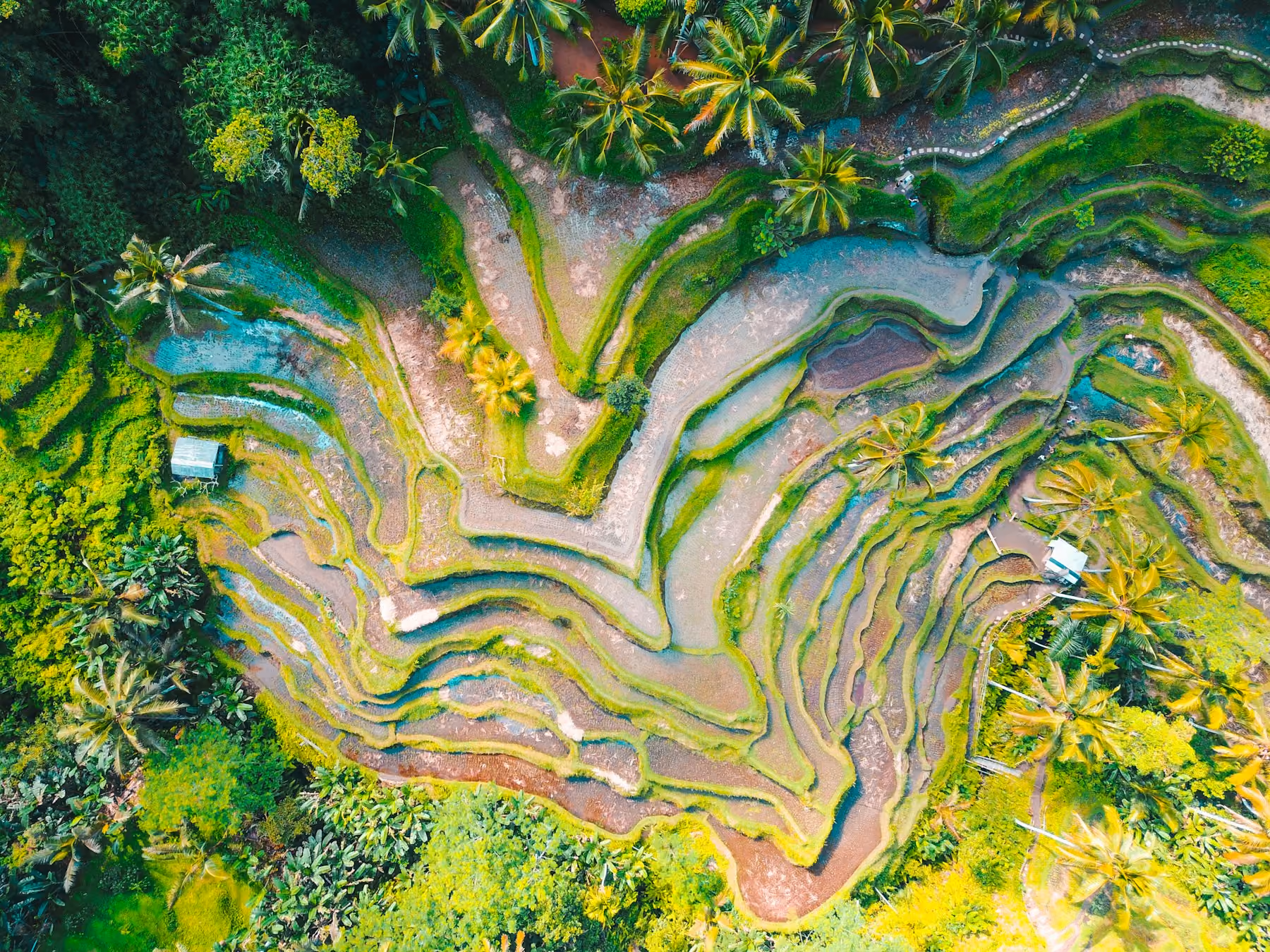 Curving green rice terraces in Bali seen from above
