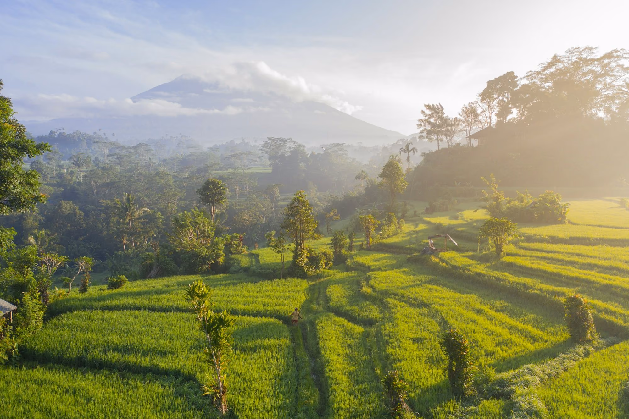 Near Buahan, a Banyan Tree Escape: A person walking through bright green rice terraces below a misty mountain at da