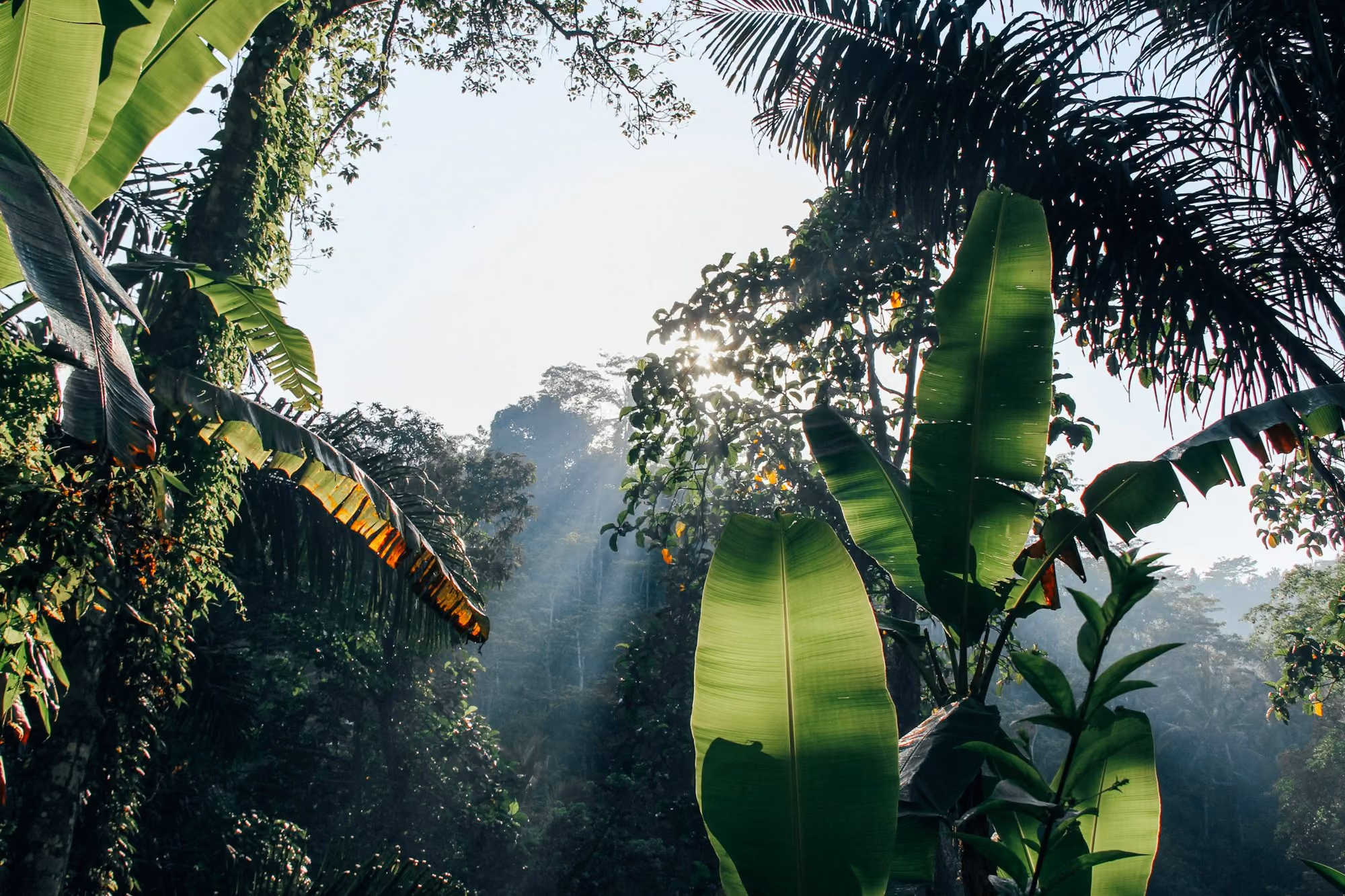 Near Capella Ubud: green banana tree under white sky during daytime