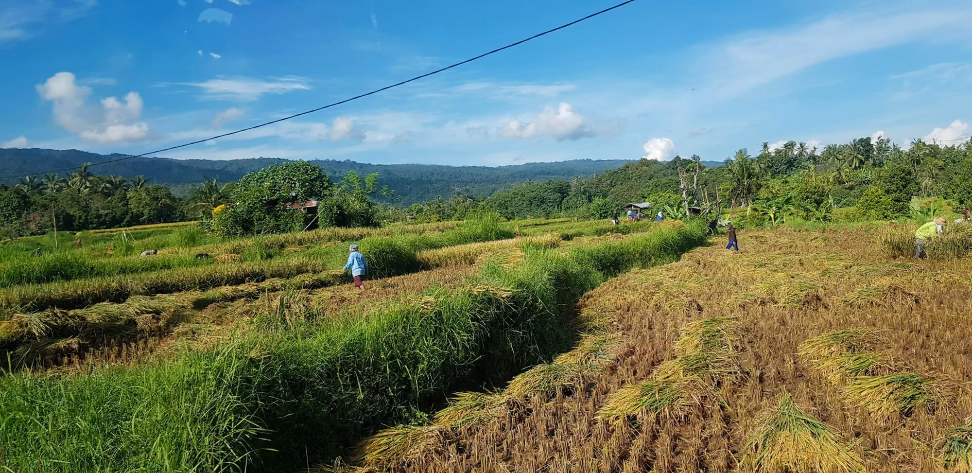 Near Desa Hay: green grass