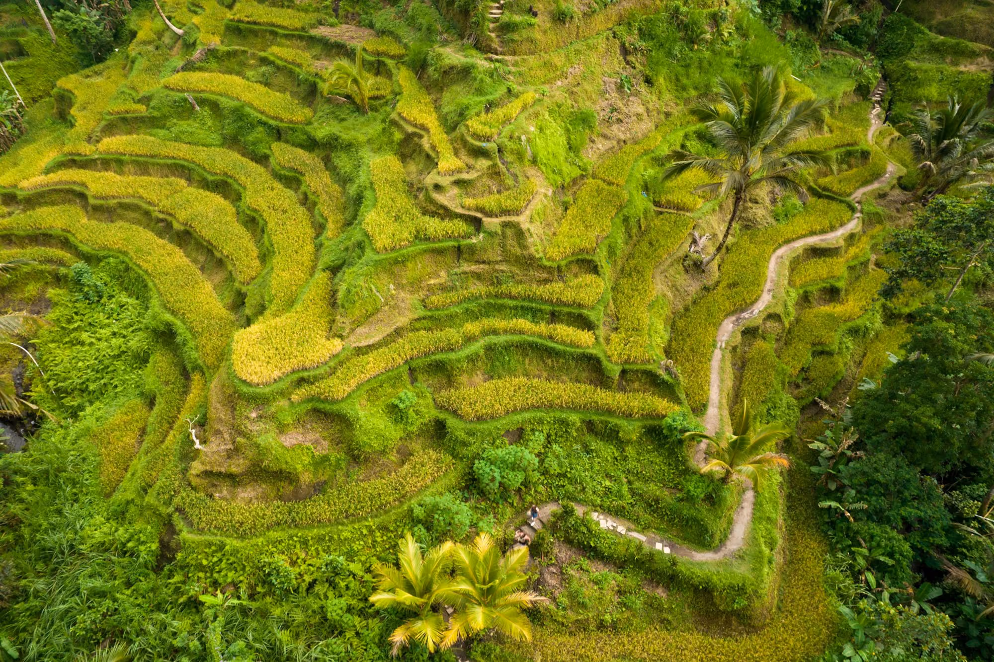 Near Four Seasons Resort Bali at Sayan: an aerial view of a lush green rice field