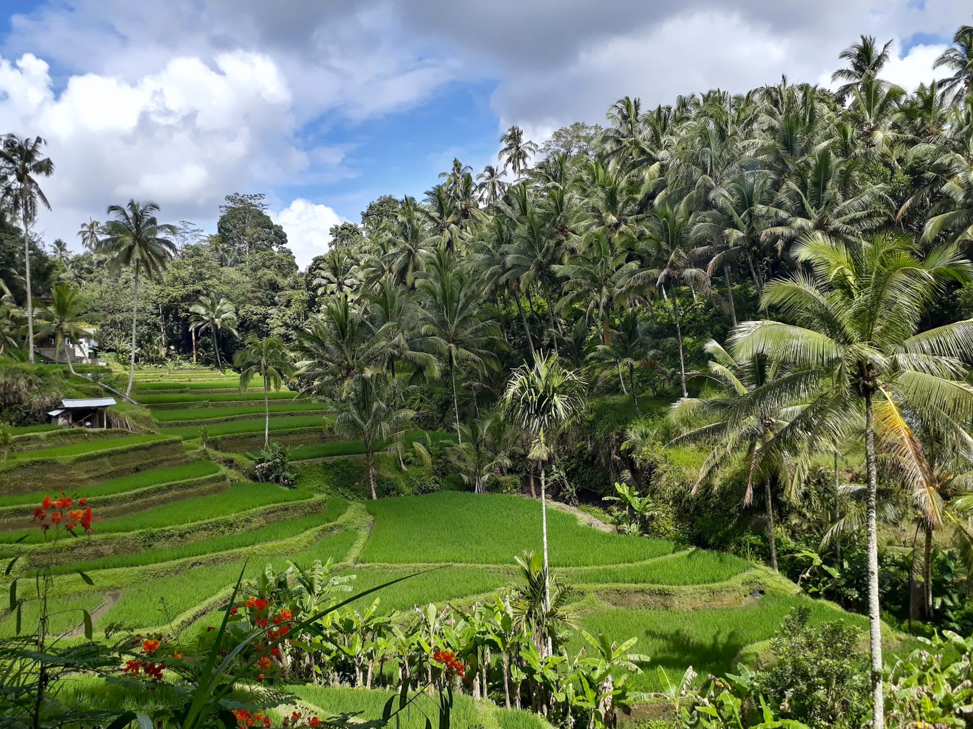 Near Mandapa, a Ritz-Carlton Reserve: a lush green rice field surrounded by palm trees
