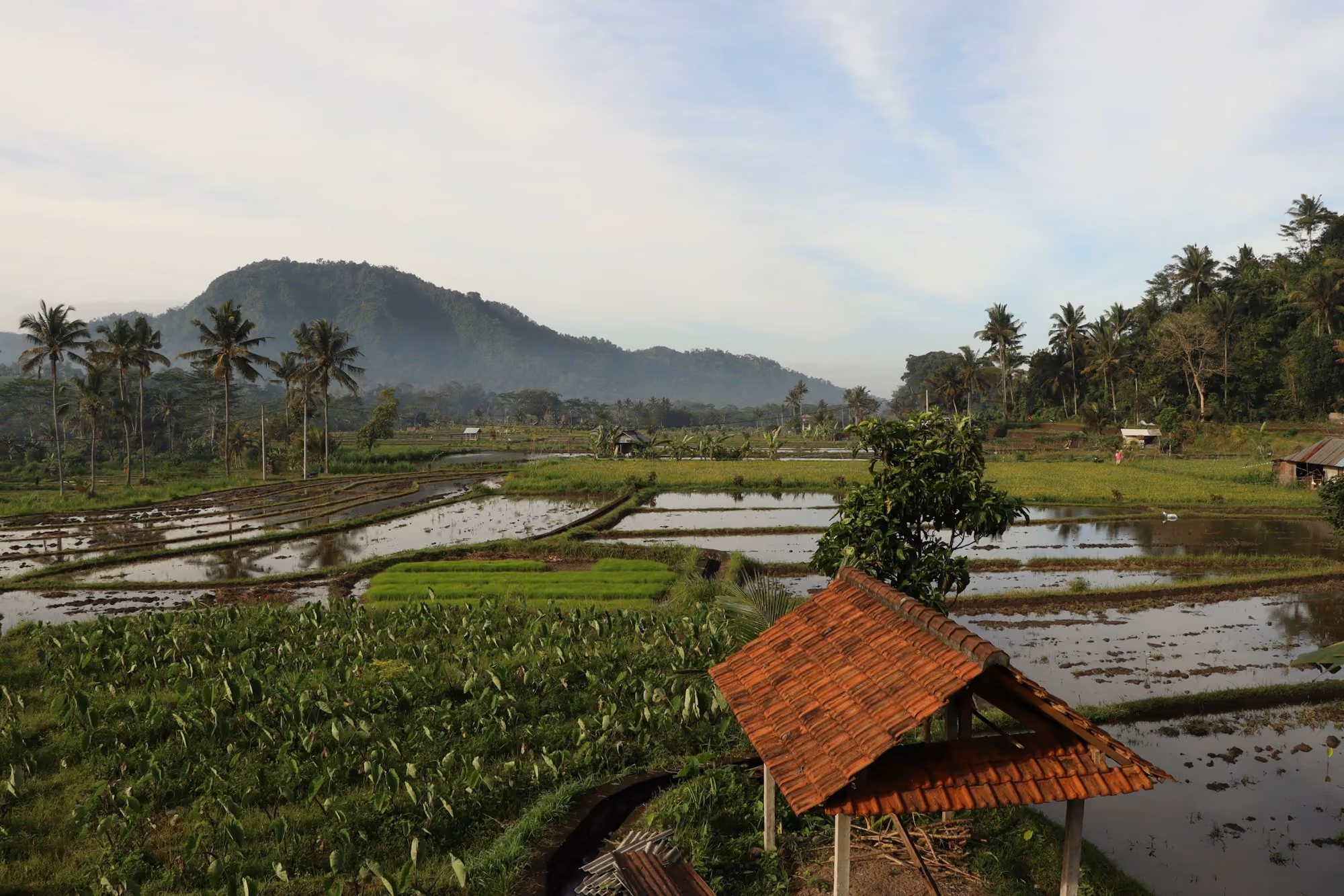Near Samanvaya Luxury Resort & Spa (Adults Only): a rice field with a mountain in the background