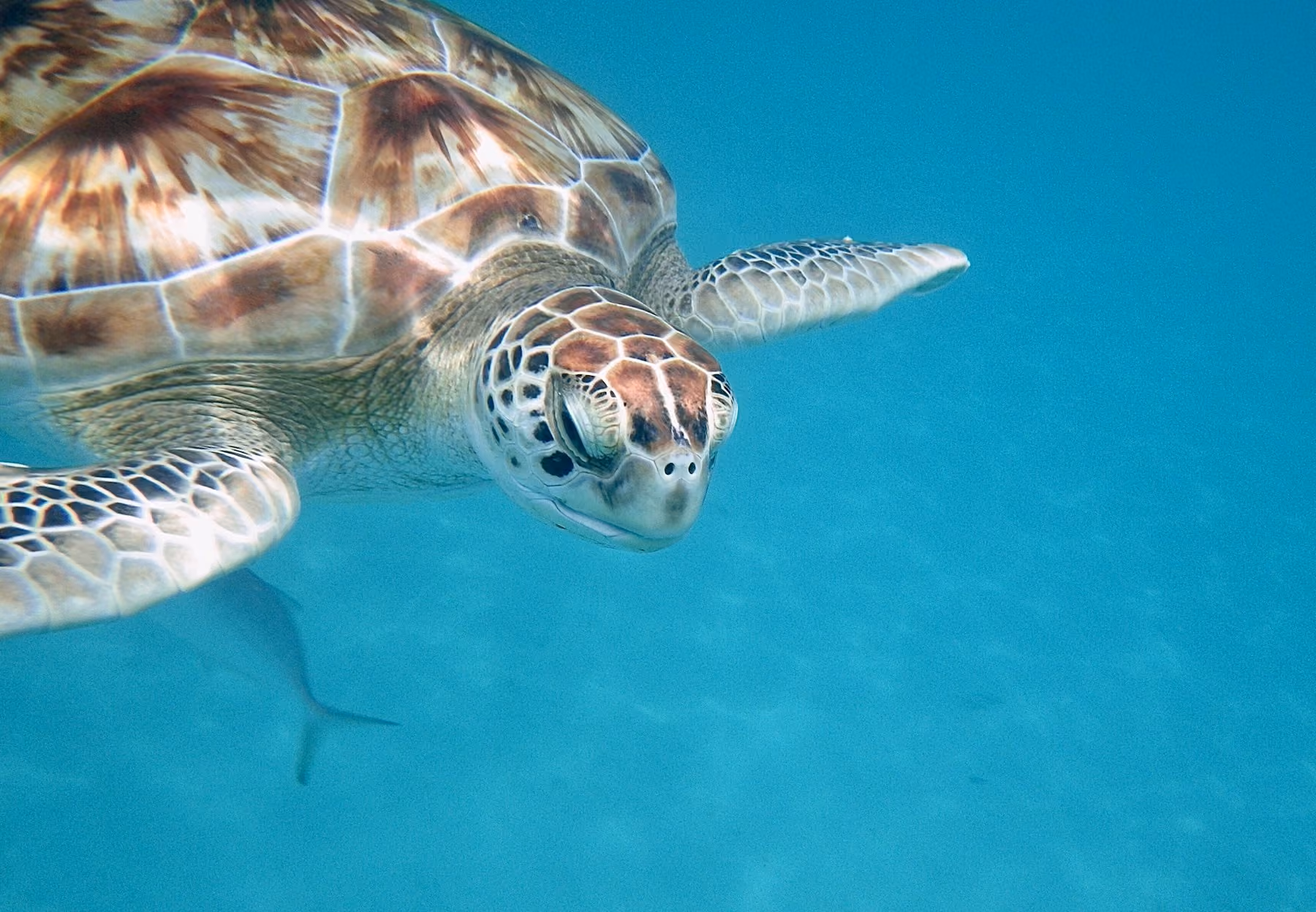 A green turtle gliding through clear turquoise water