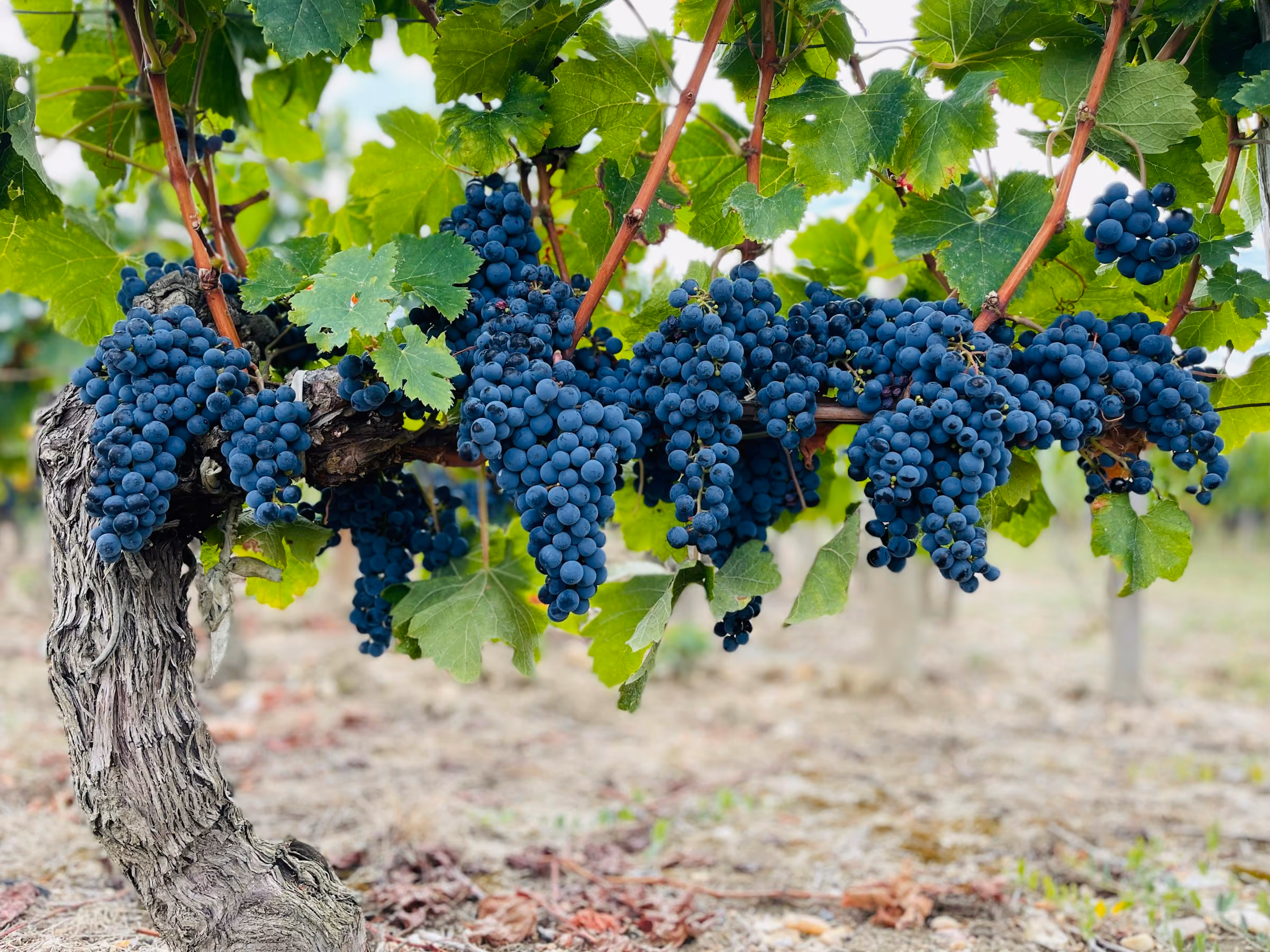 Ripe Bordeaux grapes on the vine before harvest