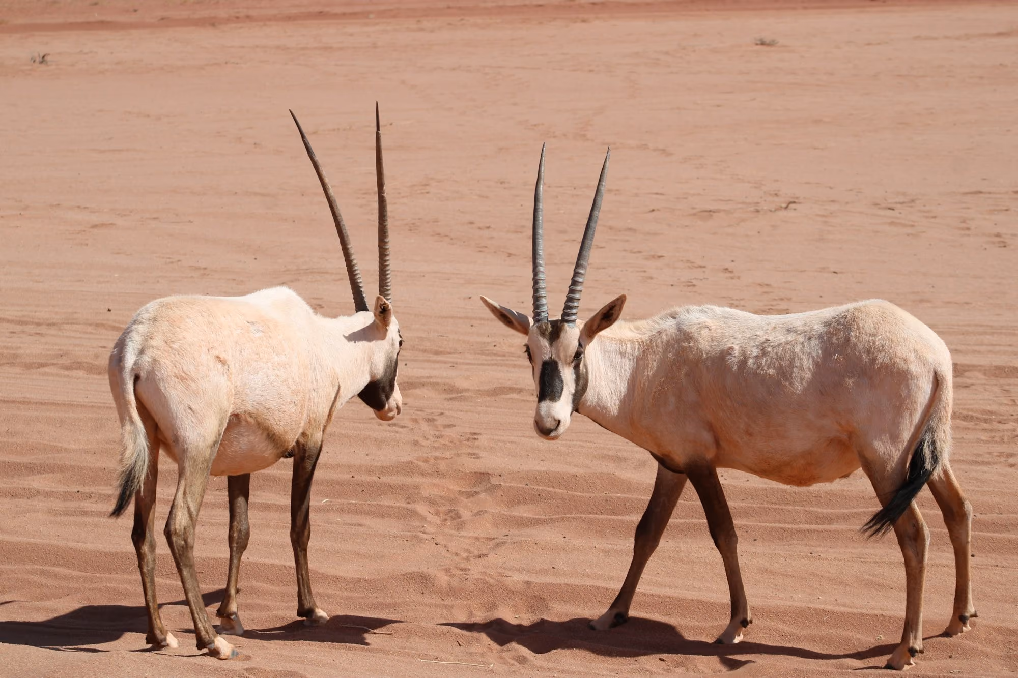 Near Al Maha, a Luxury Collection Desert Resort & Spa: Two oryx antelopes stand in a desert landscape