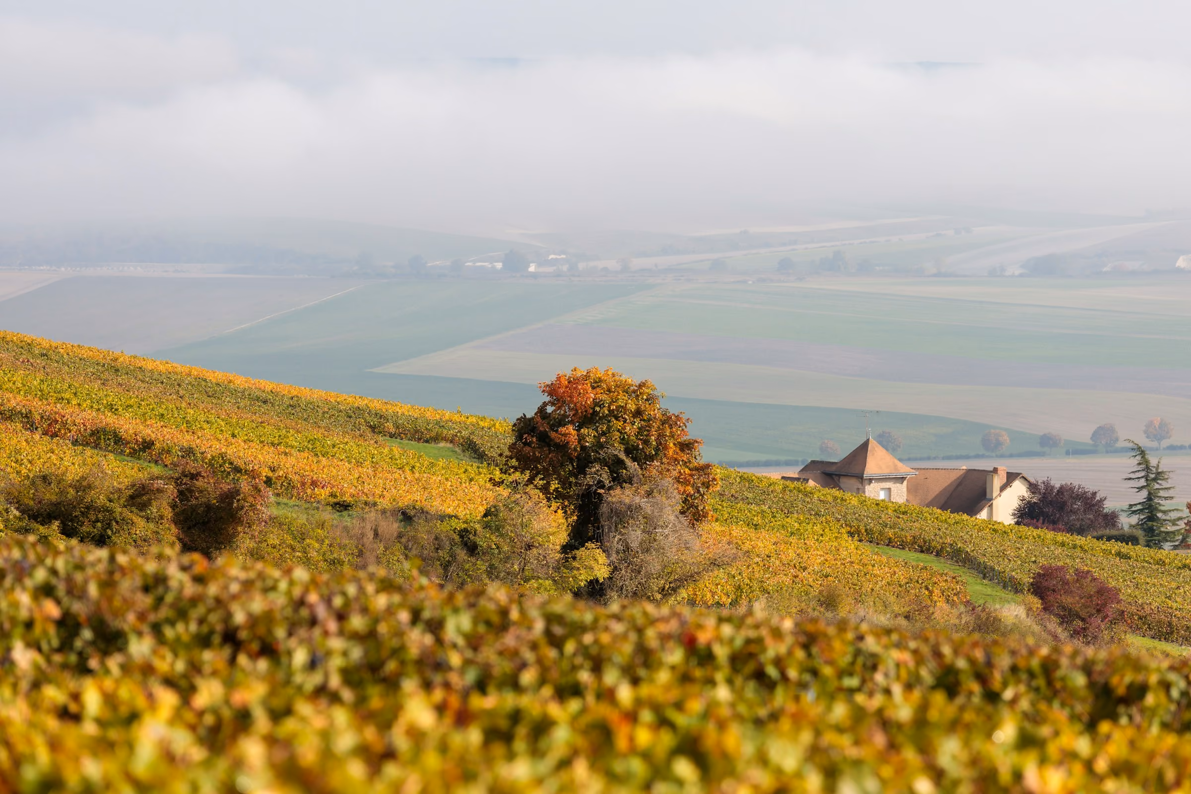 Champagne vineyards in autumn colour