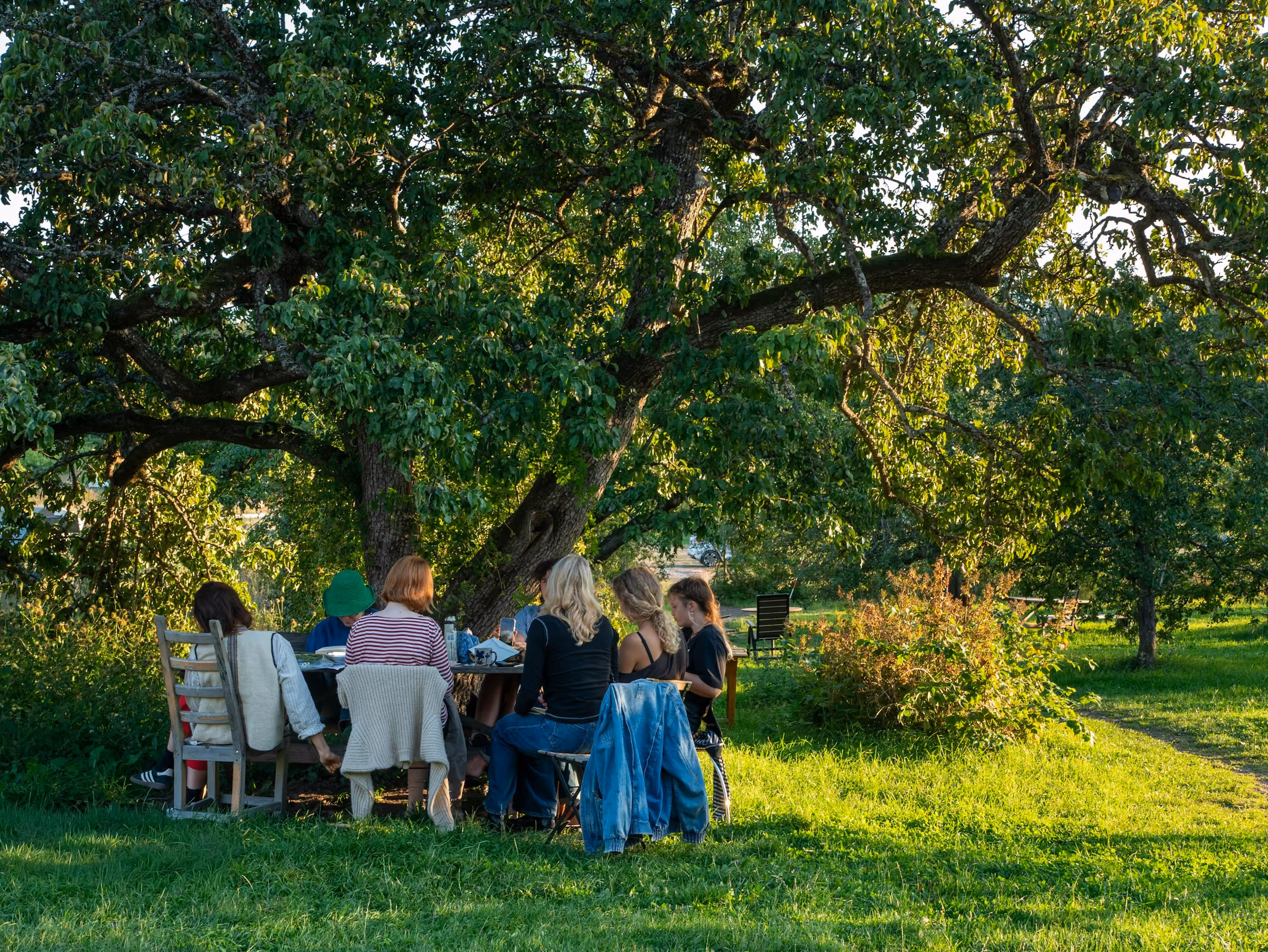 Friends at a table under a big tree on a summer evening