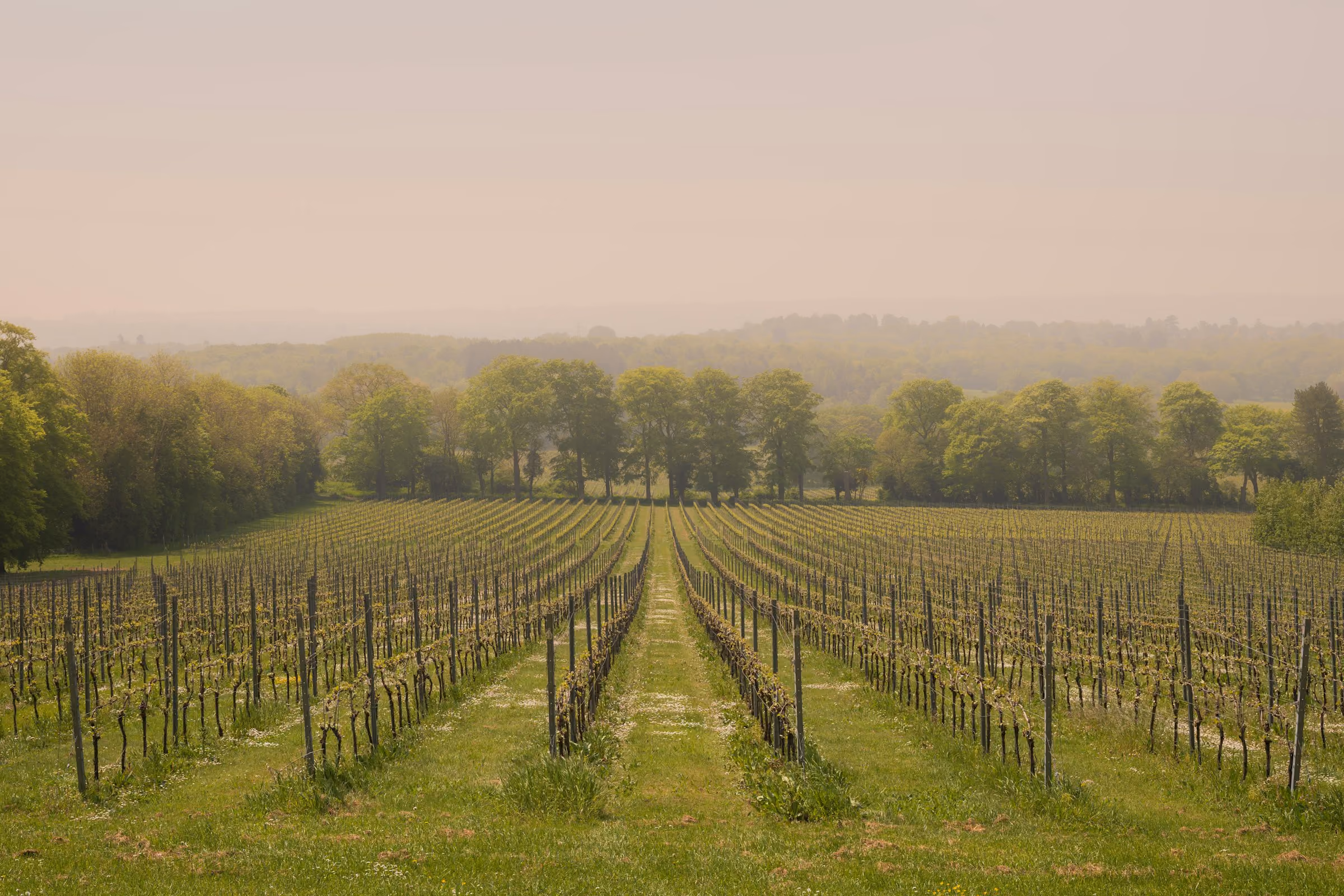 Rows of vines in soft morning light