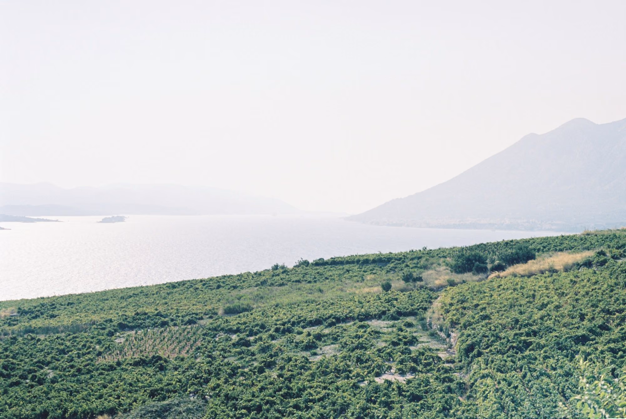 Near Villa Korta Katarina & Winery: a view of a lush green hillside next to a body of water