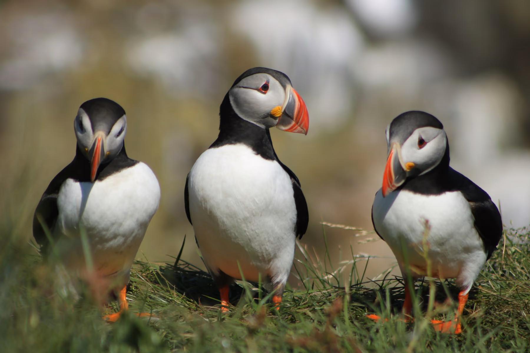 Three Atlantic puffins with bright orange beaks standing on a grassy clifftop in Iceland