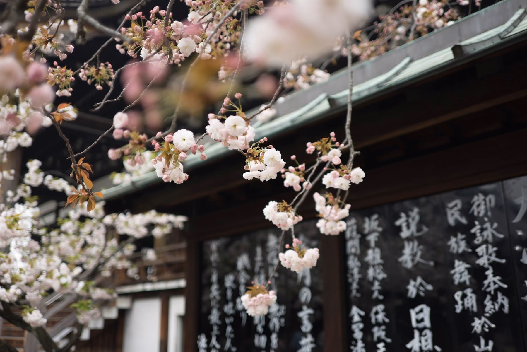 Cherry blossom framing the dark wooden eaves of a temple hall