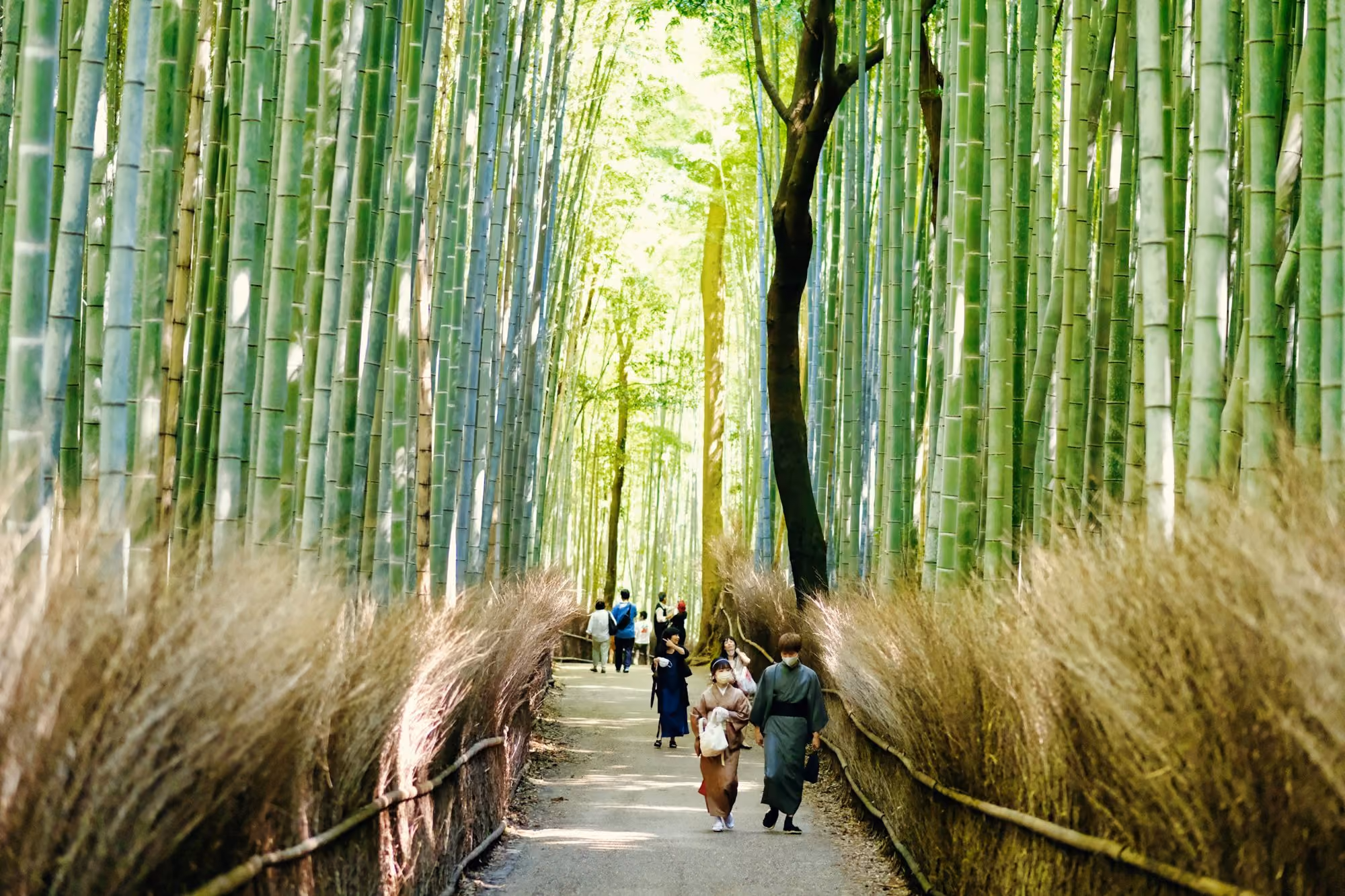 Near Suiran, a Luxury Collection Hotel, Kyoto: a group of people walking through a bamboo forest