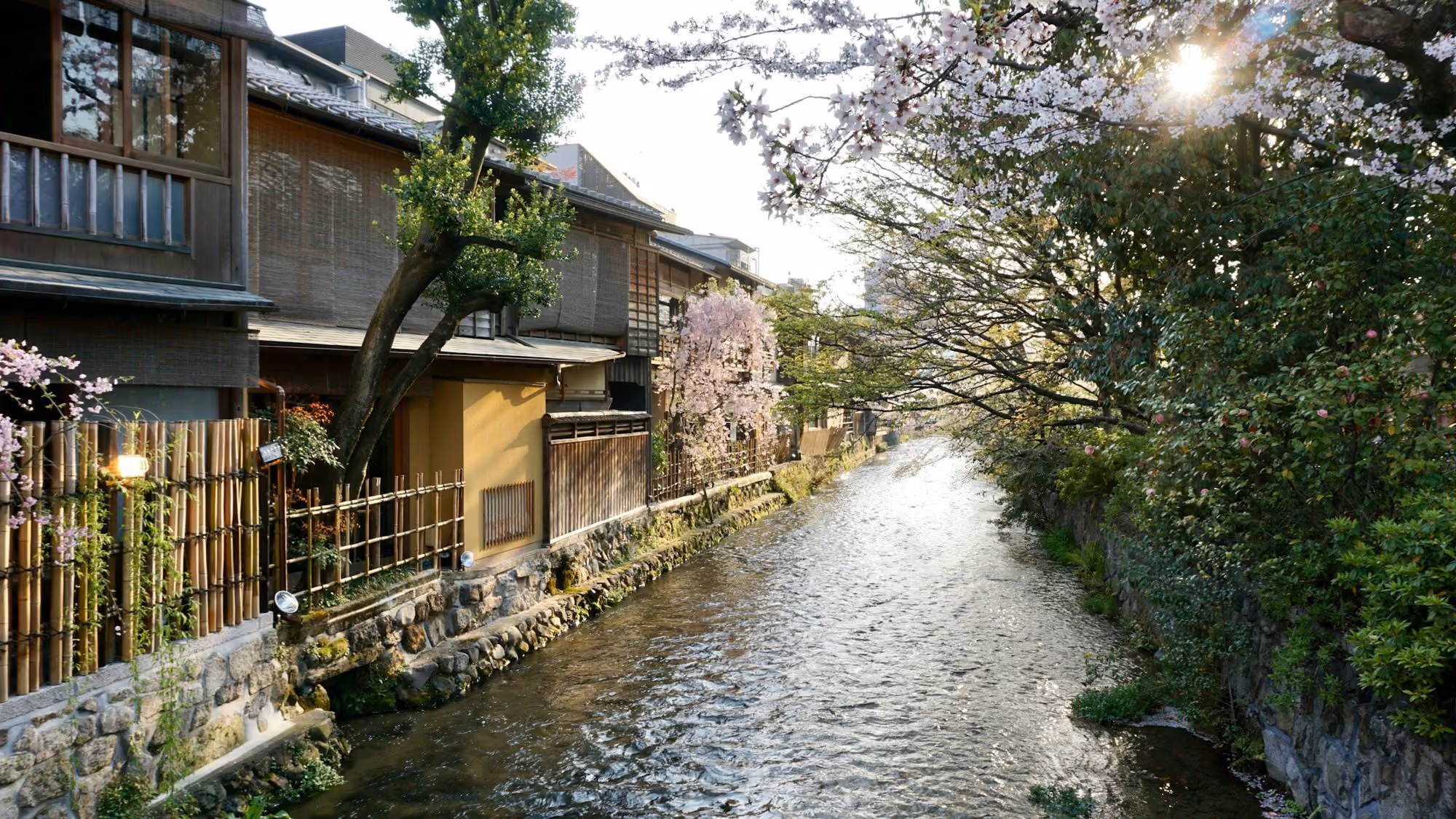 Near The Shinmonzen: a river running through a lush green forest