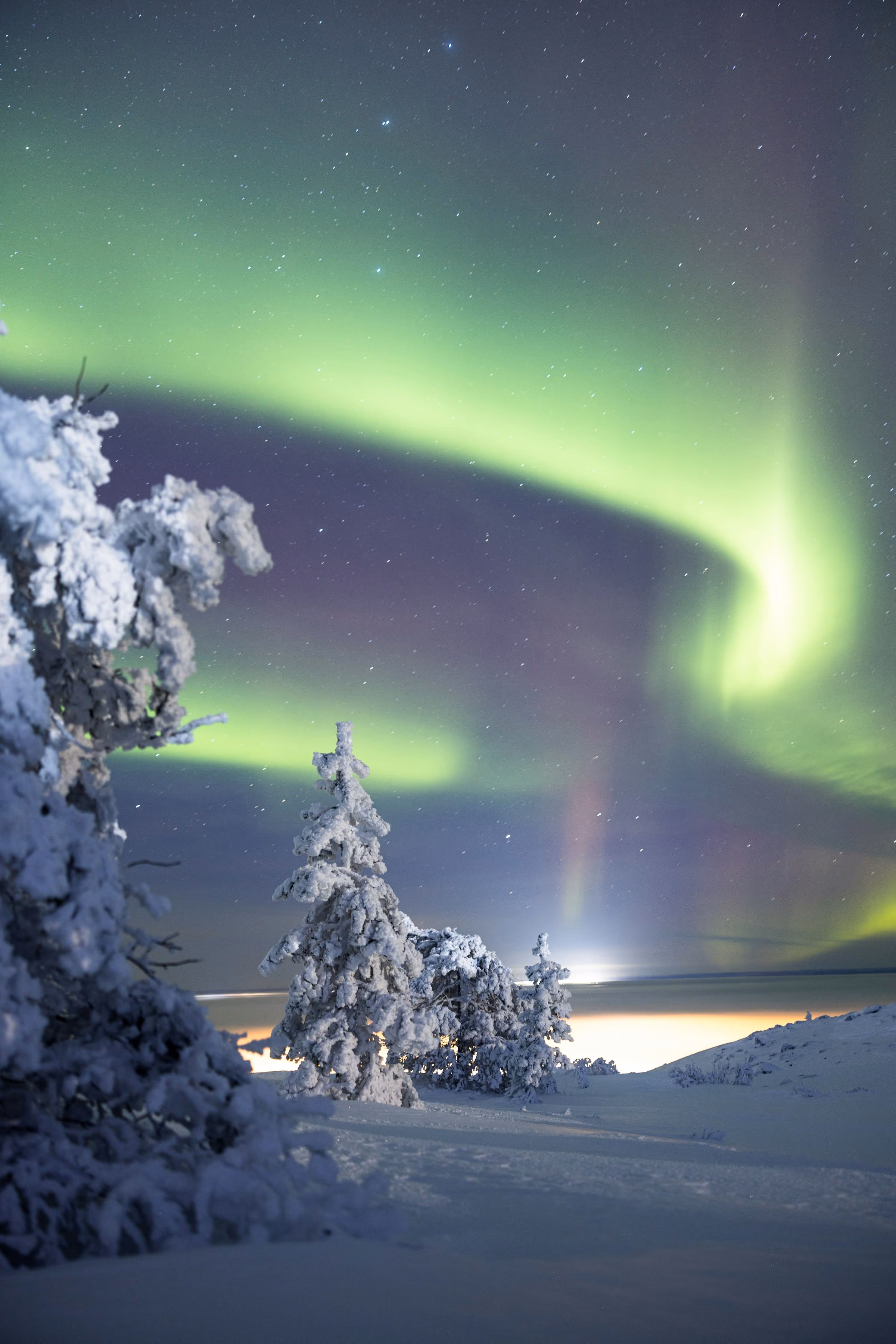 A green aurora over snow-heavy trees