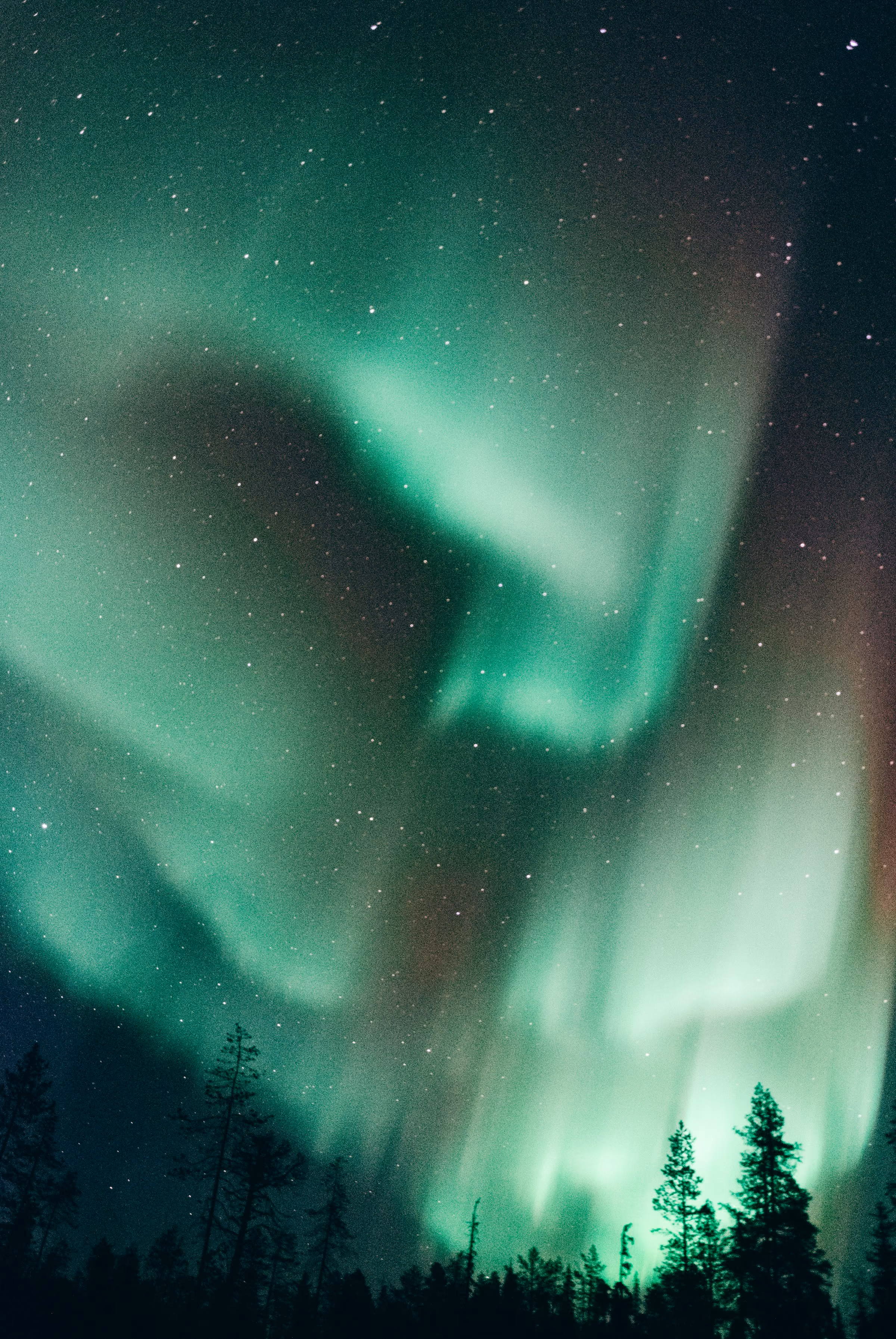 A green aurora swirling above the tops of dark spruce trees
