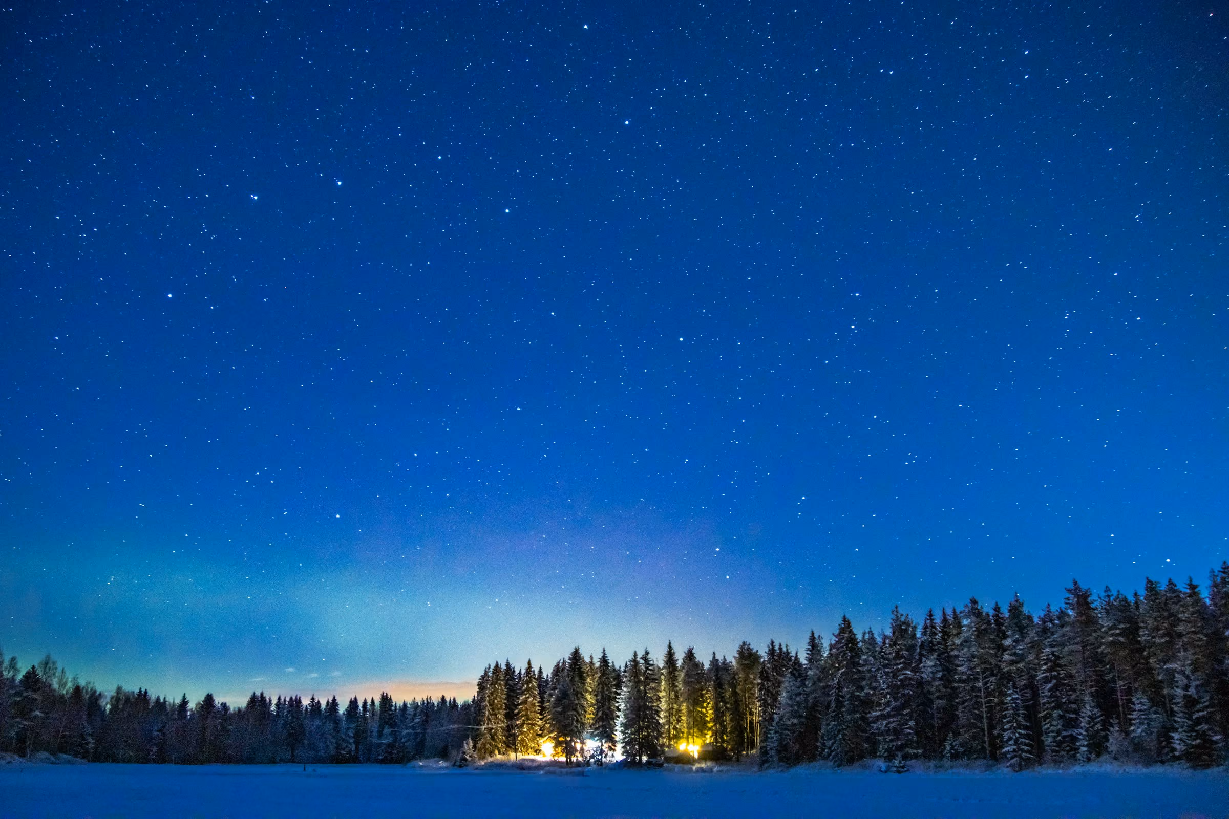 A forest under a deep blue polar twilight sky with a few lights glowing in the trees
