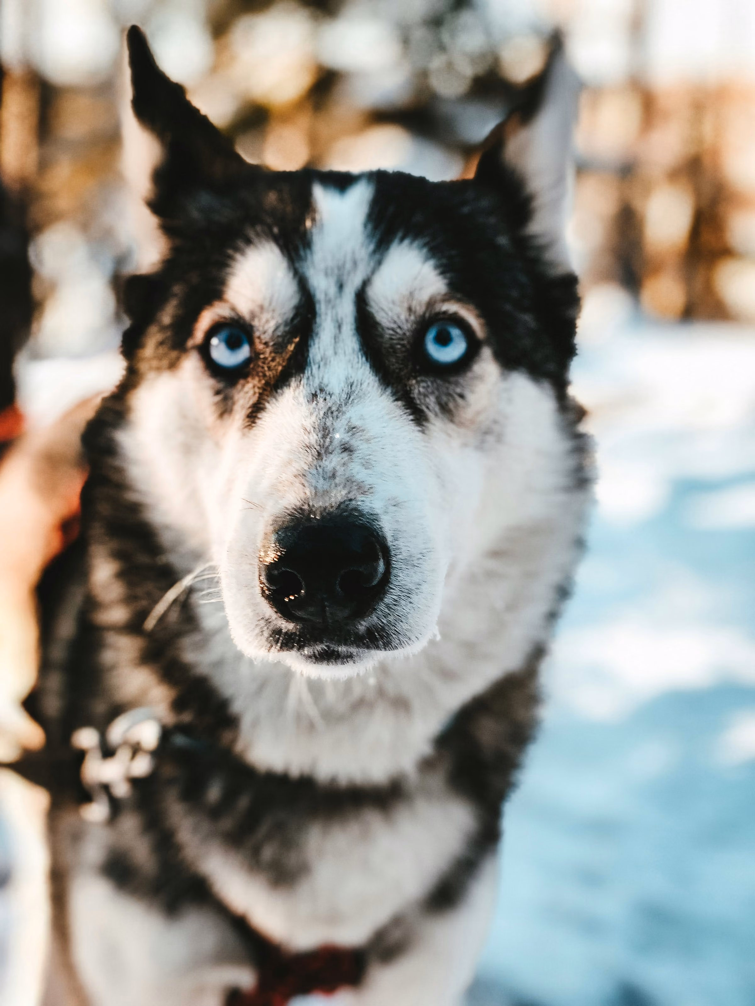 A husky with pale blue eyes looking at the camera