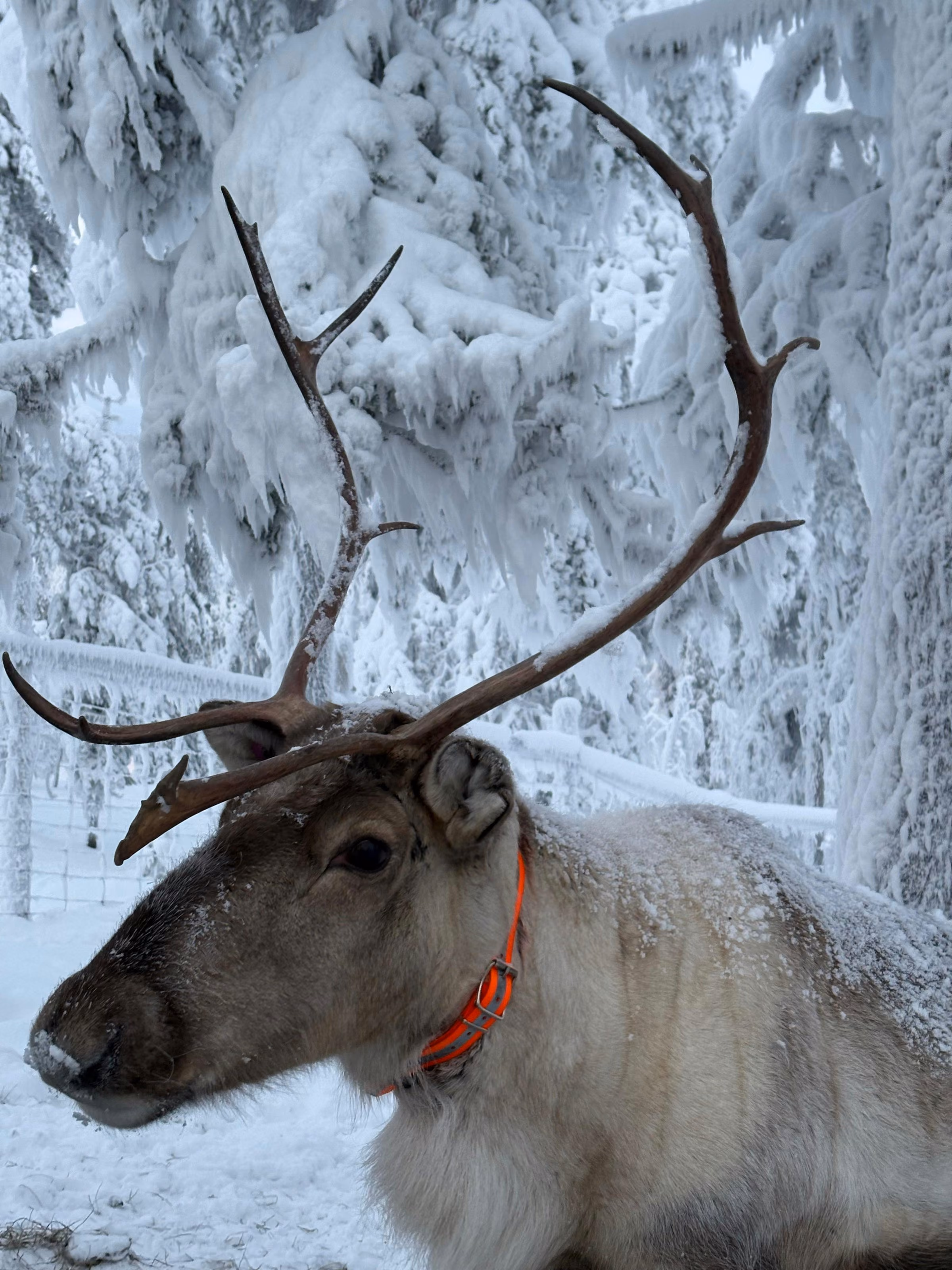 A reindeer with frosted antlers in a snow-laden forest