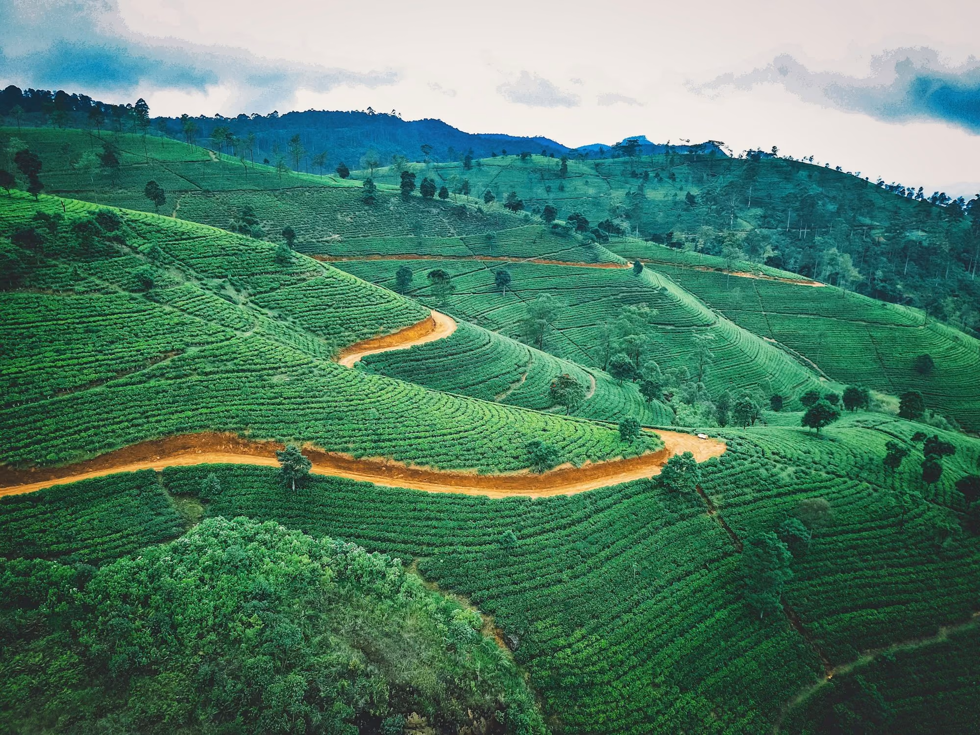 Near Ceylon Tea Trails: aerial photography of green fields during daytime