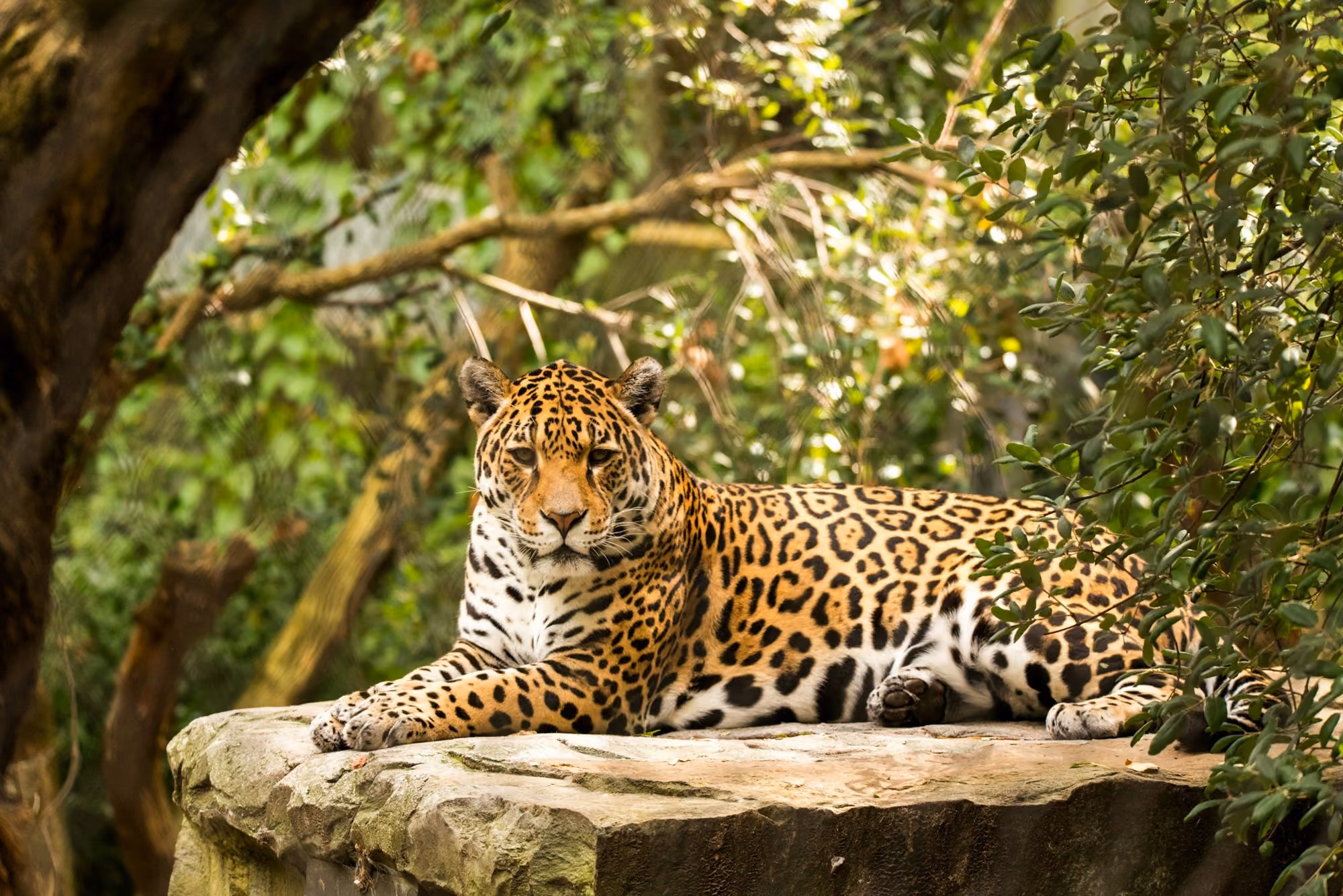 Near Wild Coast Tented Lodge: adult leopard lying on rock