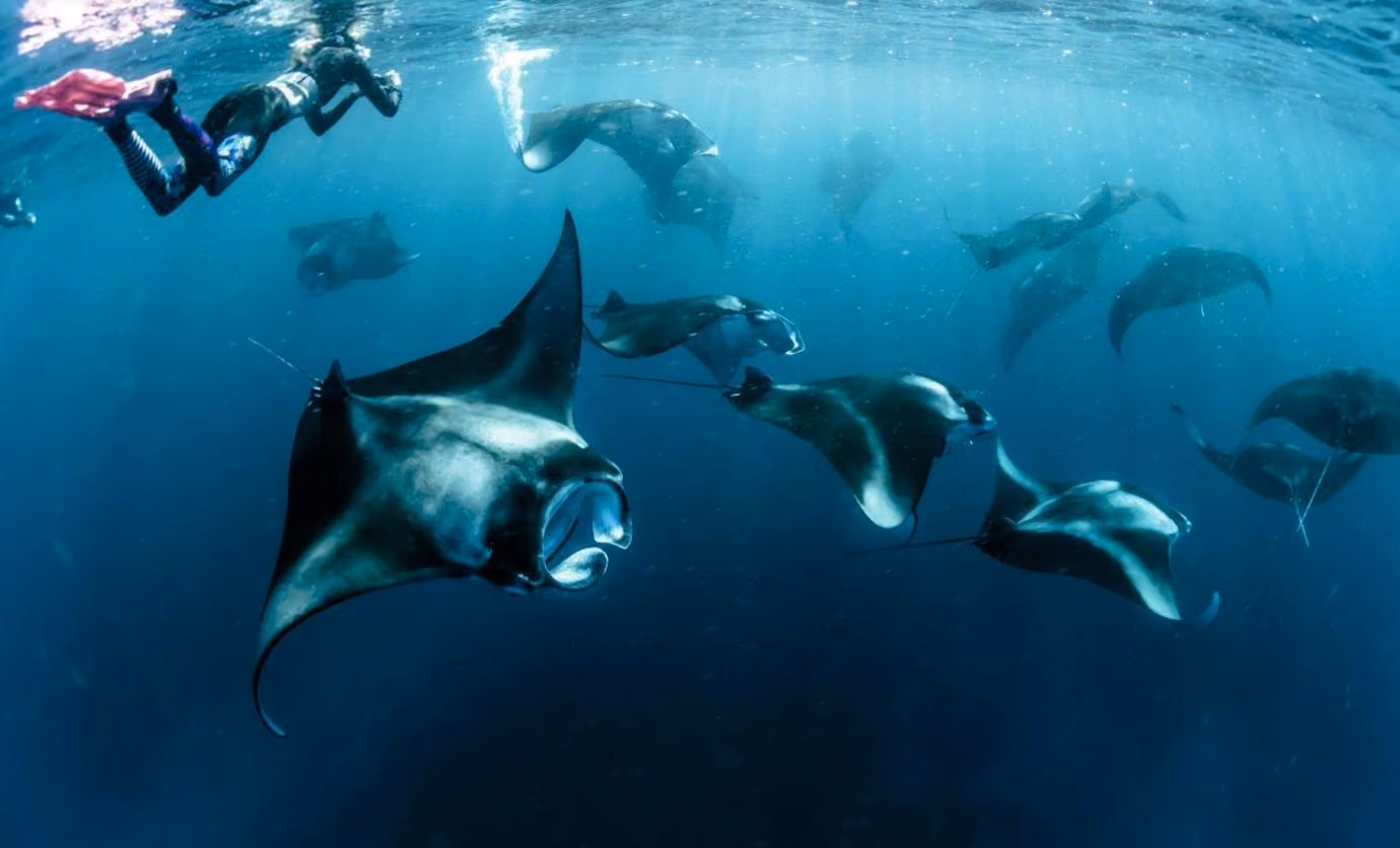 Divers swimming with manta rays in the Maldives