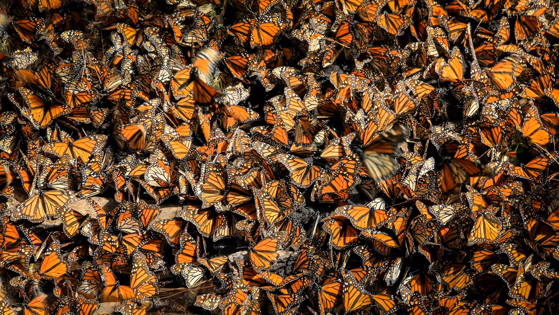 Thousands of orange monarch butterflies clustered in a forest in Michoacán