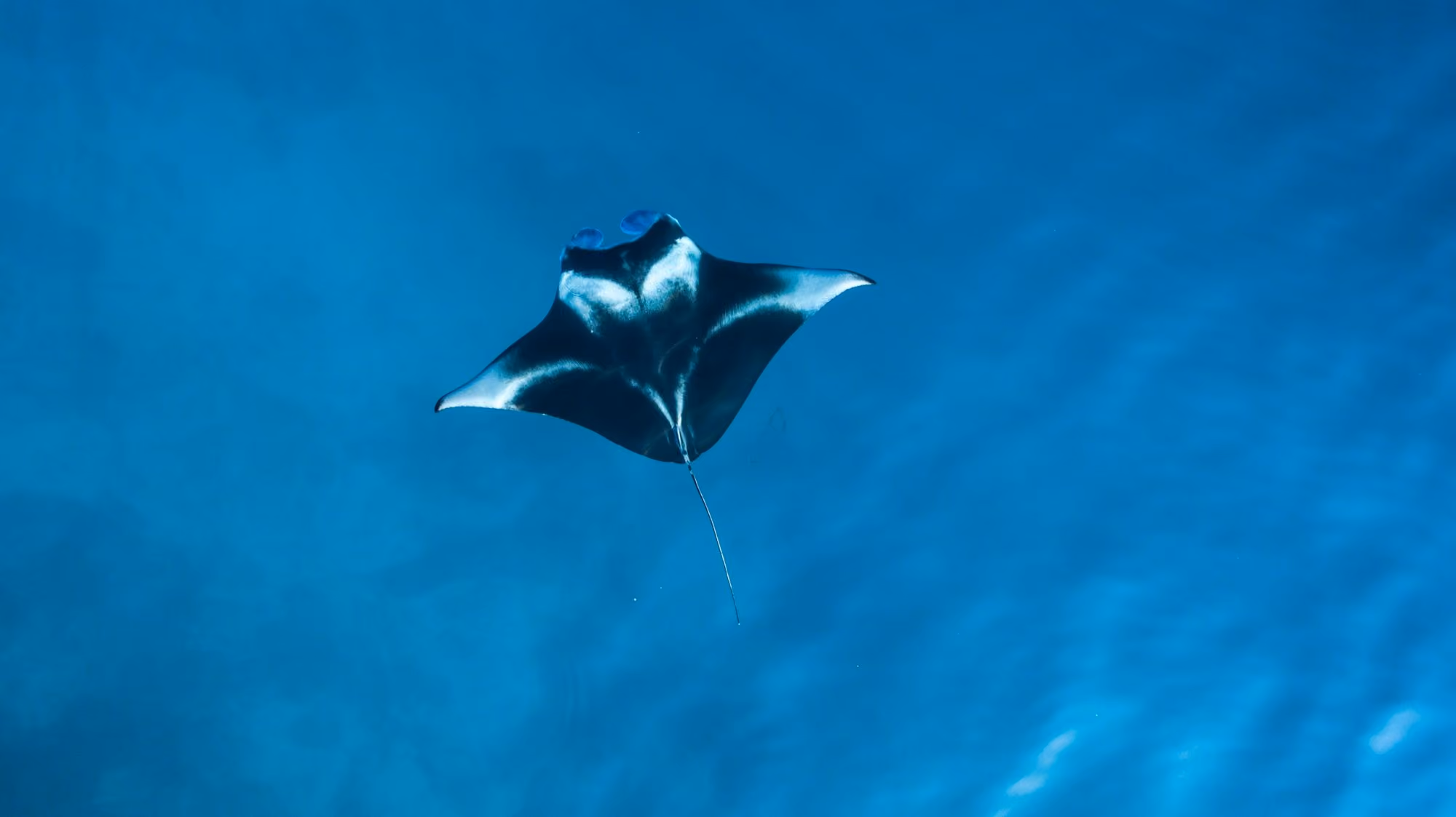Near Four Seasons Resort Maldives at Landaa Giraavaru: black and white stingray