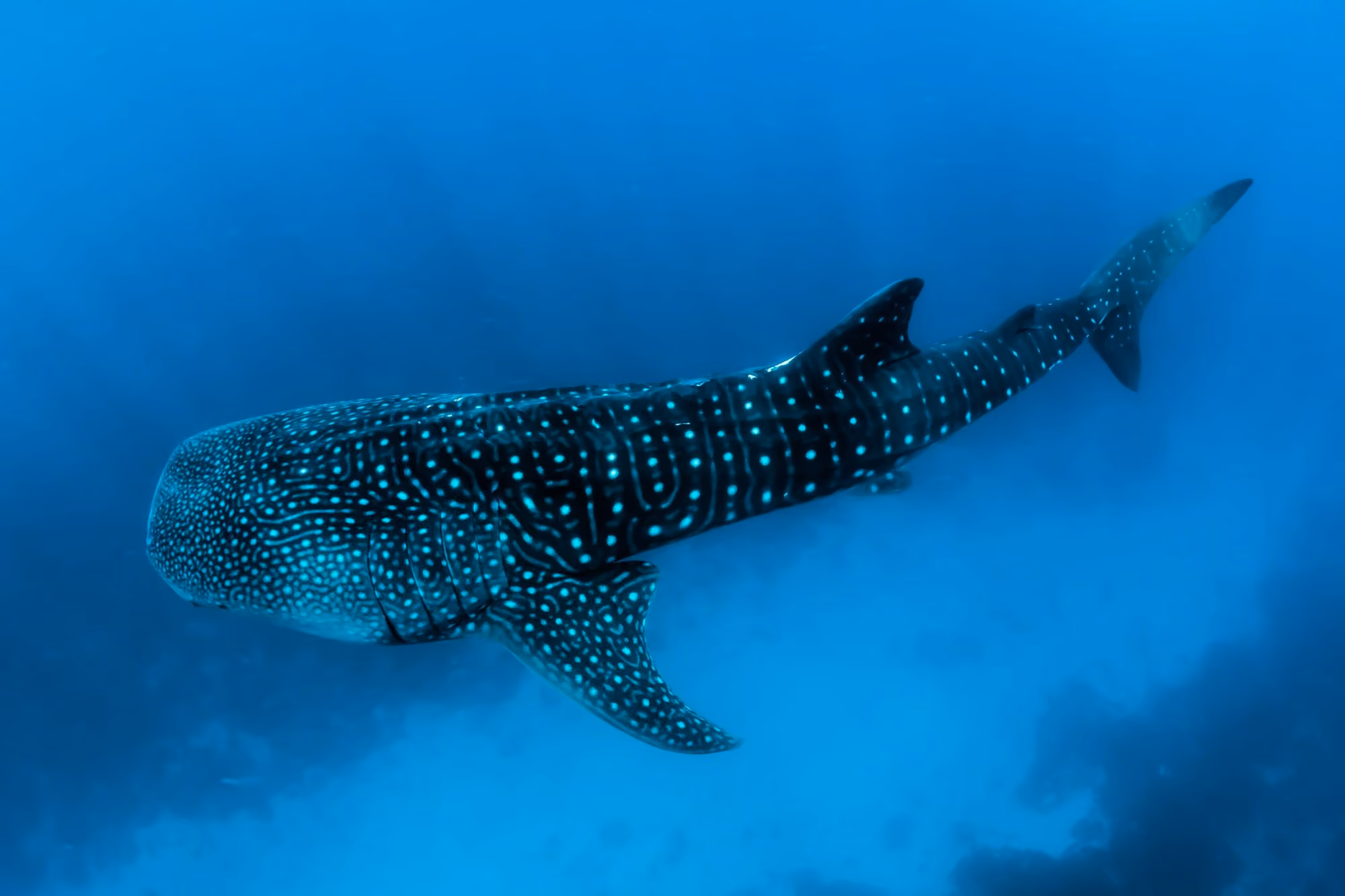 Near LUX* South Ari Atoll: A whale shark swimming through deep blue ocean water with light rays above