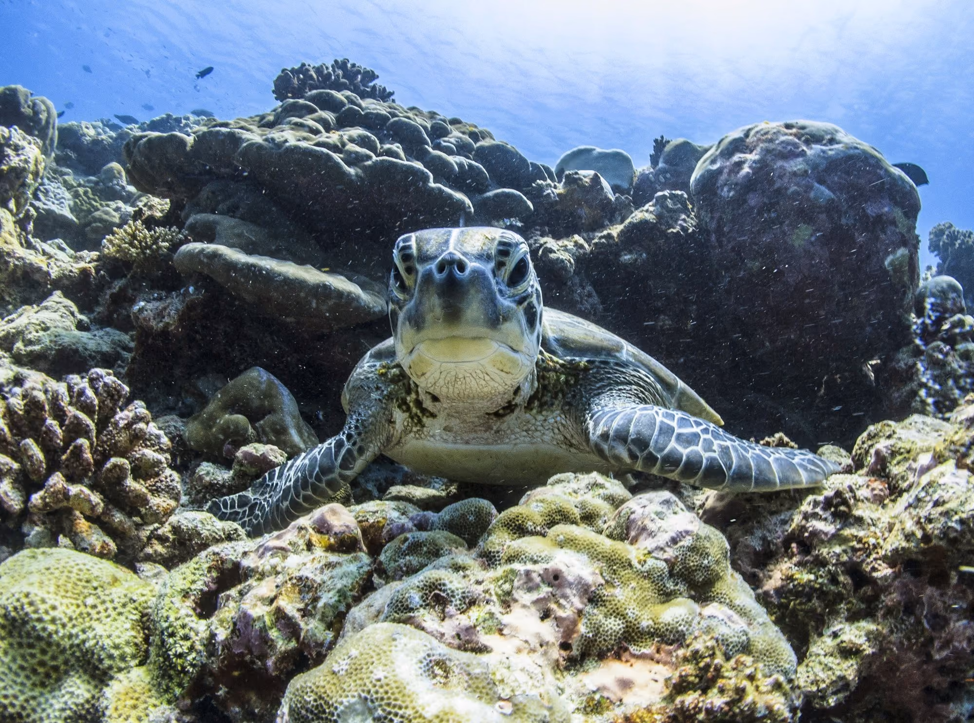 Near Park Hyatt Maldives Hadahaa: brown and black sea turtle