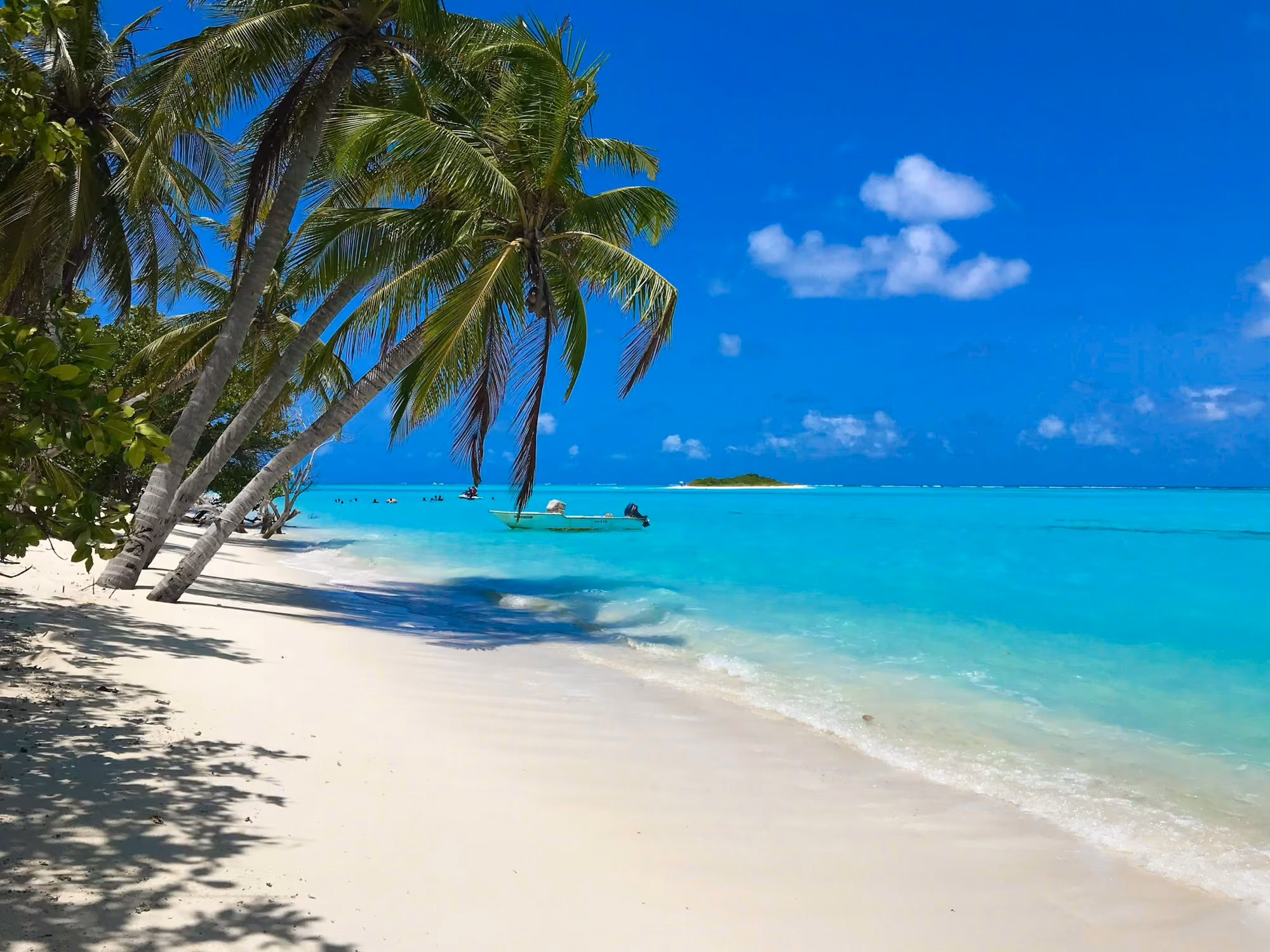 Near Taj Exotica Resort & Spa, Maldives: green palm tree on white sand beach during daytime