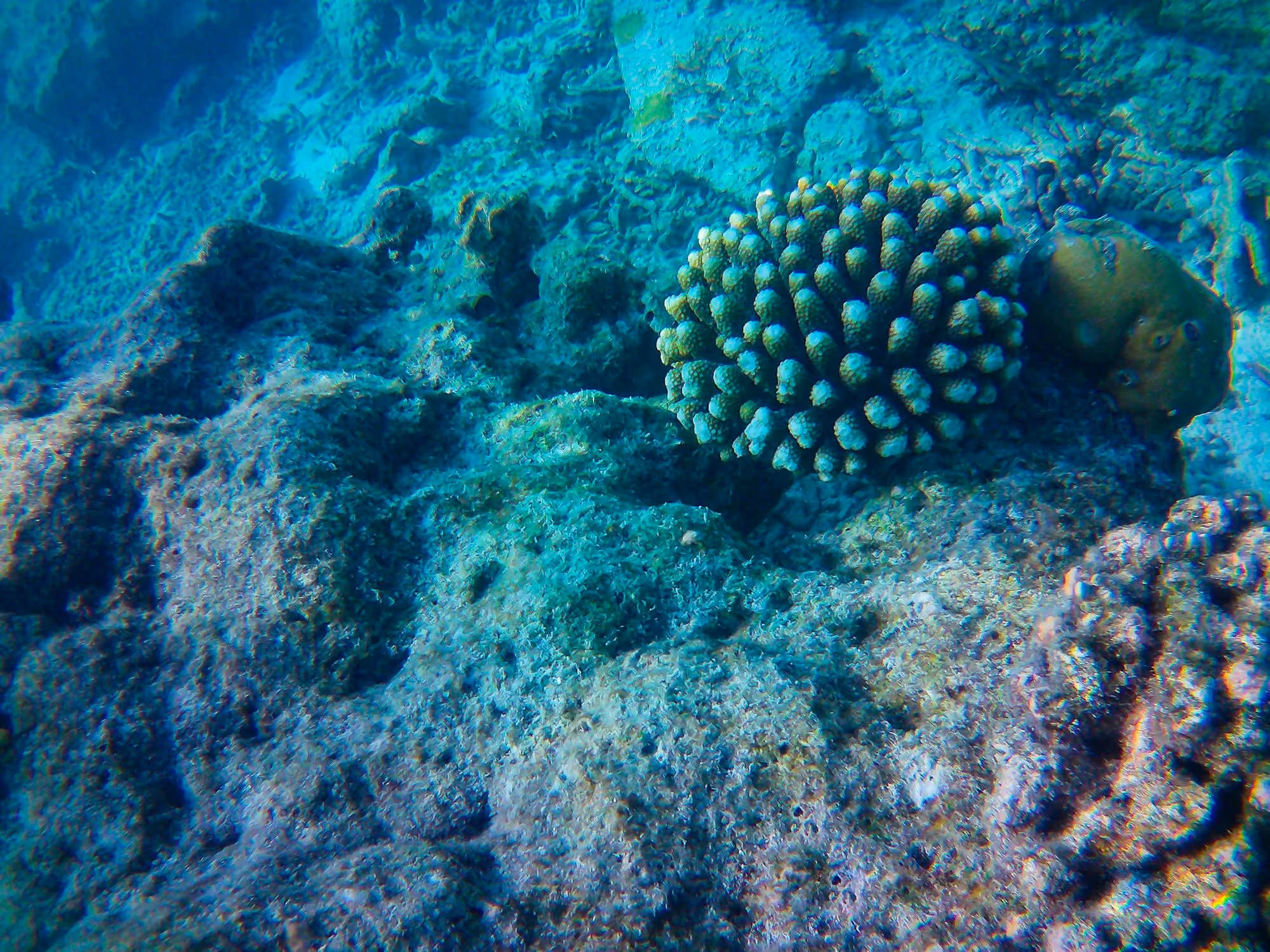 Near The Nautilus Maldives: fish swimming in the water