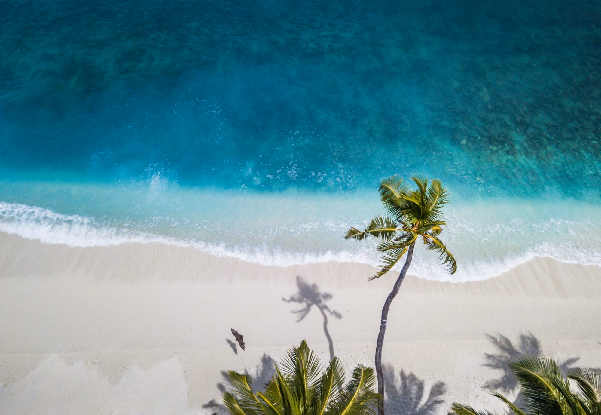 Near The Ritz-Carlton Maldives, Fari Islands: aerial nature photography of green palms on seashore during daytime
