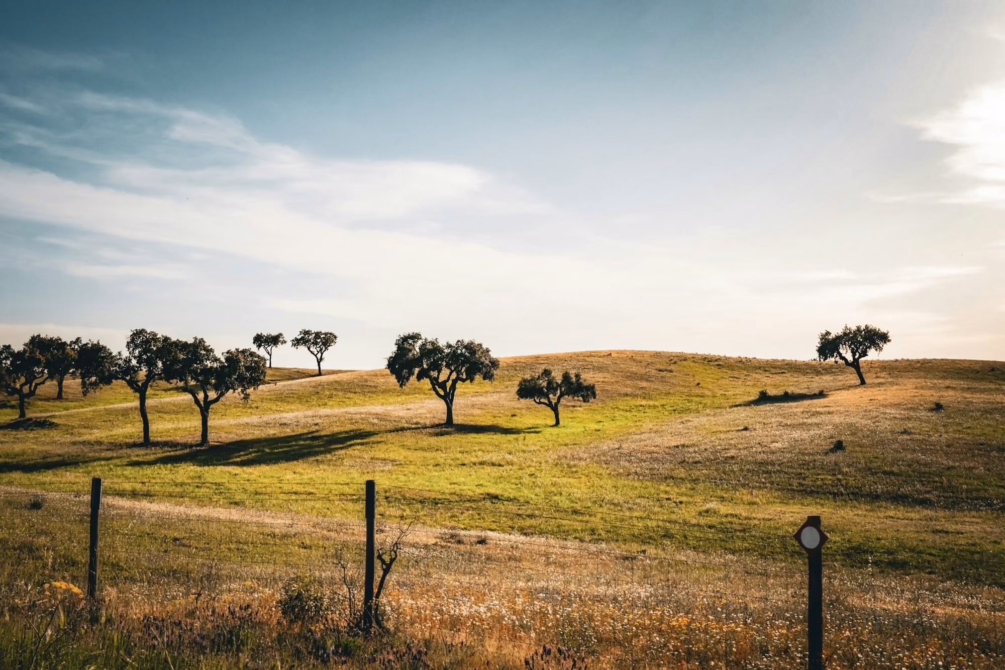 Near Quinta do Paral: a grassy field with trees and a fence
