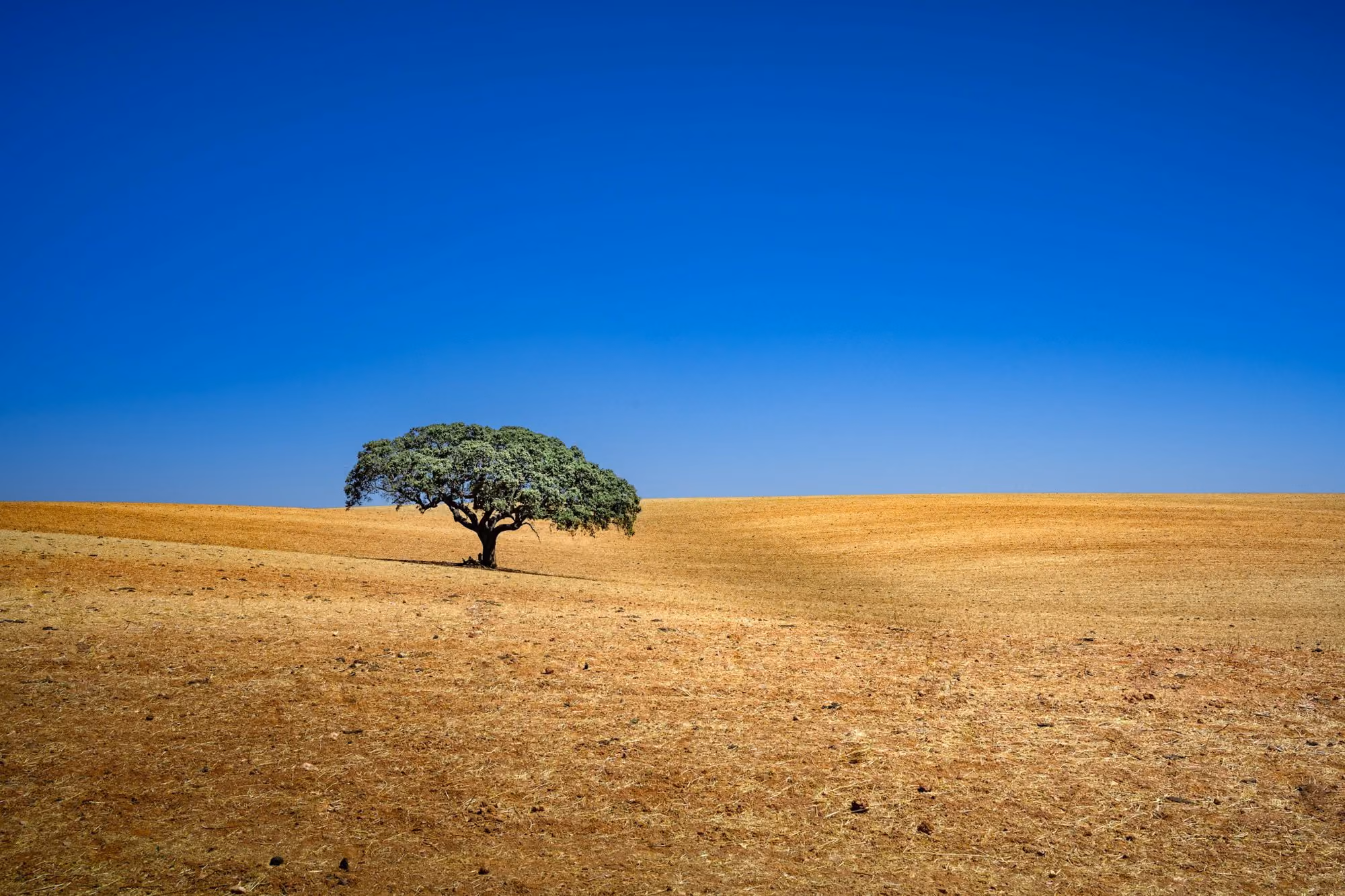 Near Torre de Palma Wine Hotel: a tree in a field