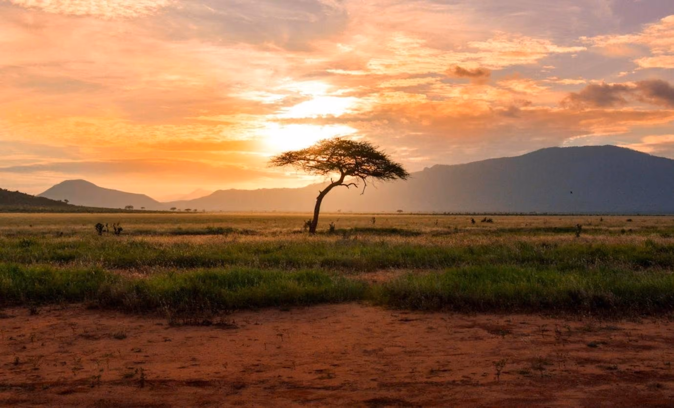Great Migration country at dusk: a lone acacia on the Serengeti plains
