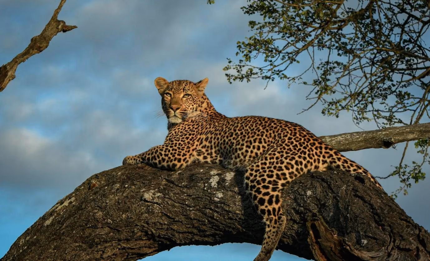 A leopard resting on a branch