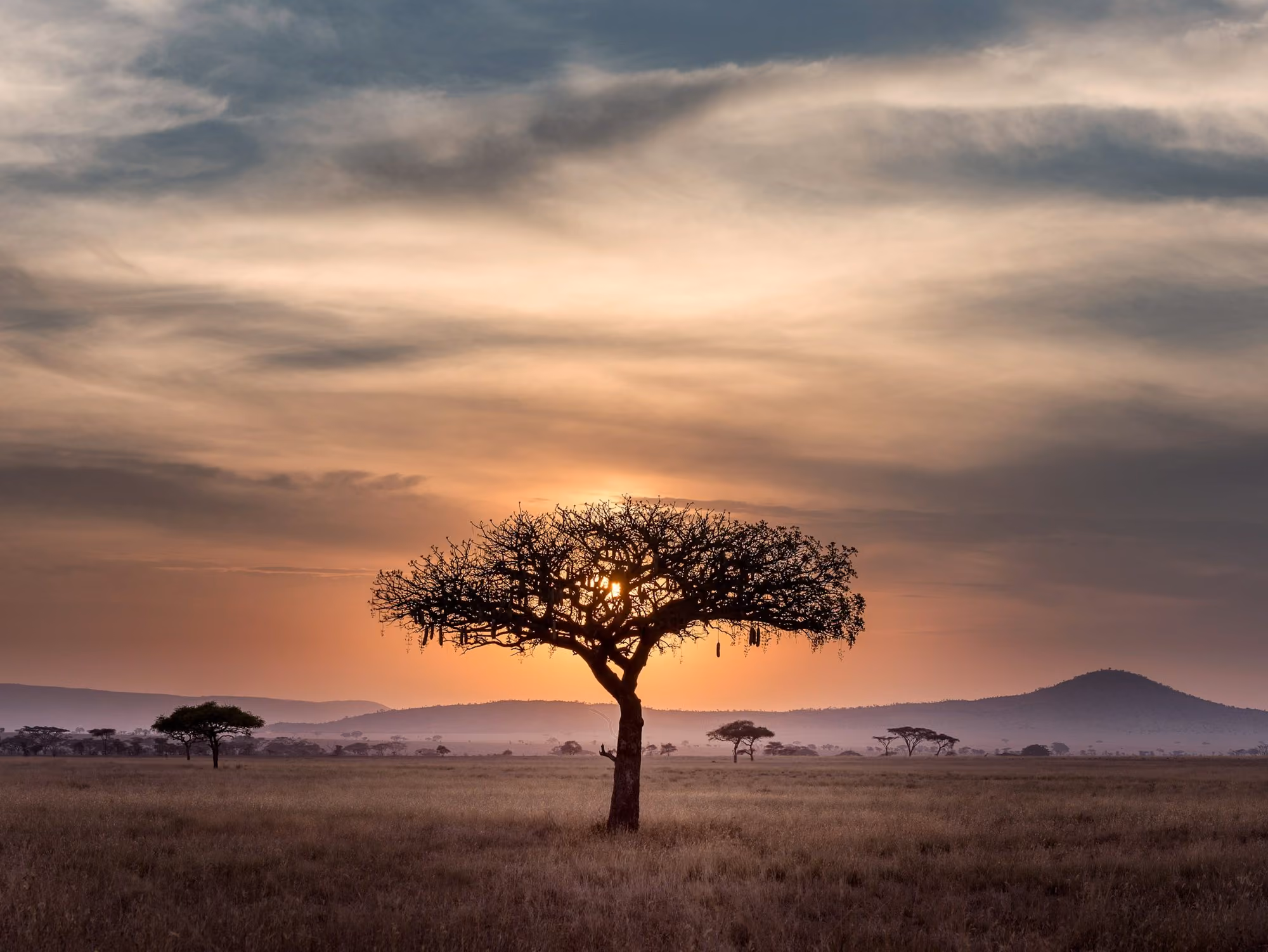 Near Four Seasons Safari Lodge Serengeti: brown tree on surrounded by brown grass during golden hour