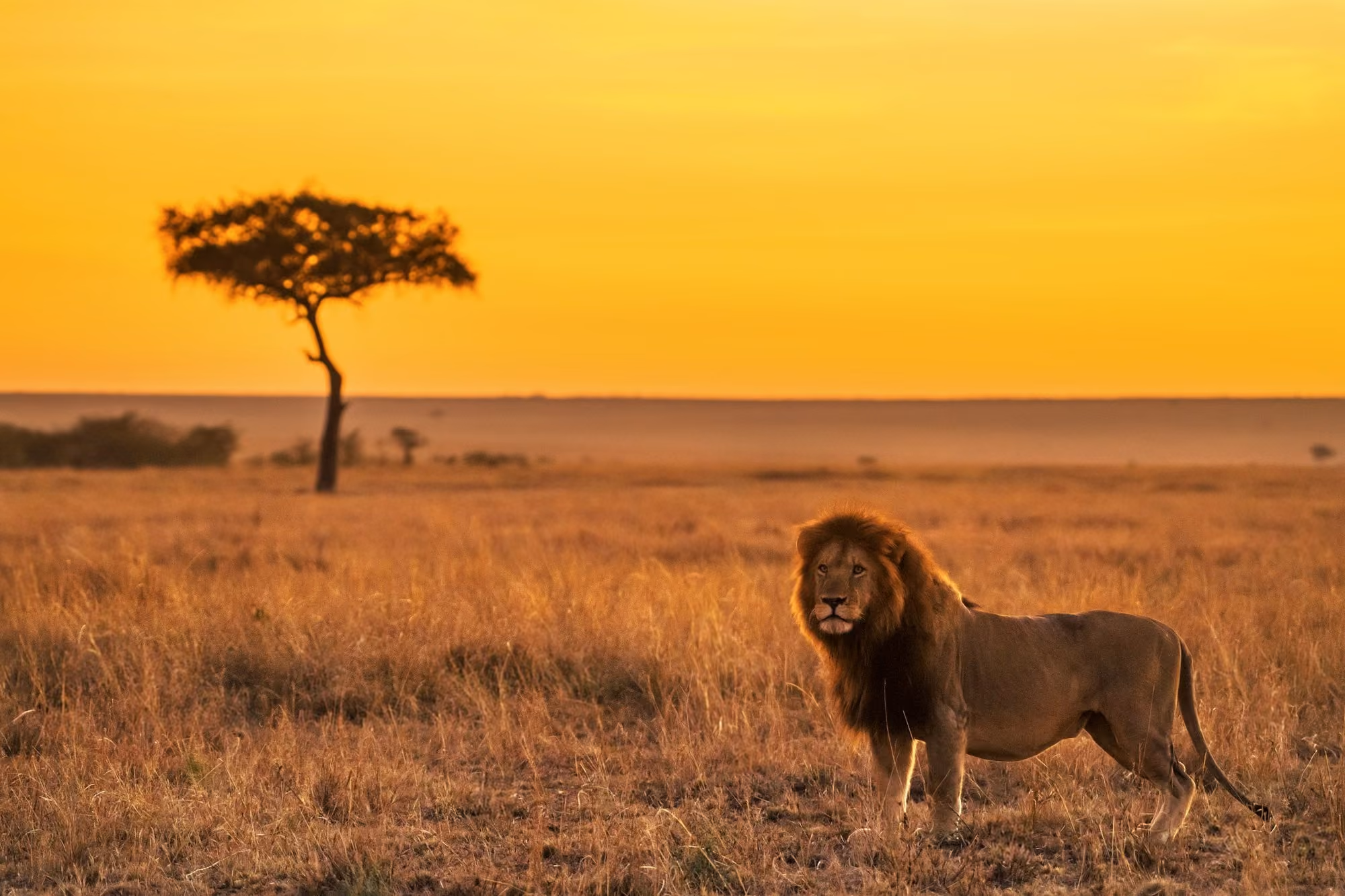 Near Hemingways Ol Seki Mara Camp: lion on brown grass field during daytime