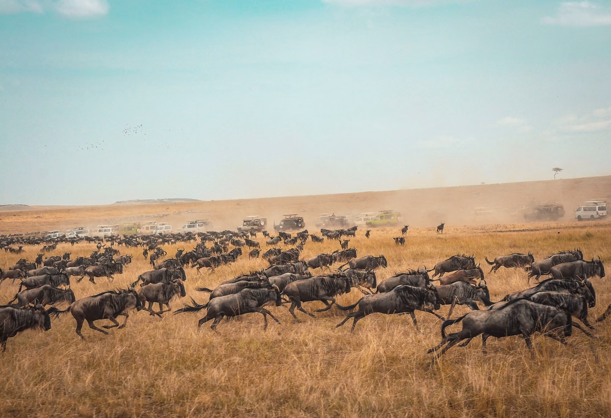 Near JW Marriott Masai Mara Lodge: A large herd of wildebeest running across a dry grassy savanna with safari vehic