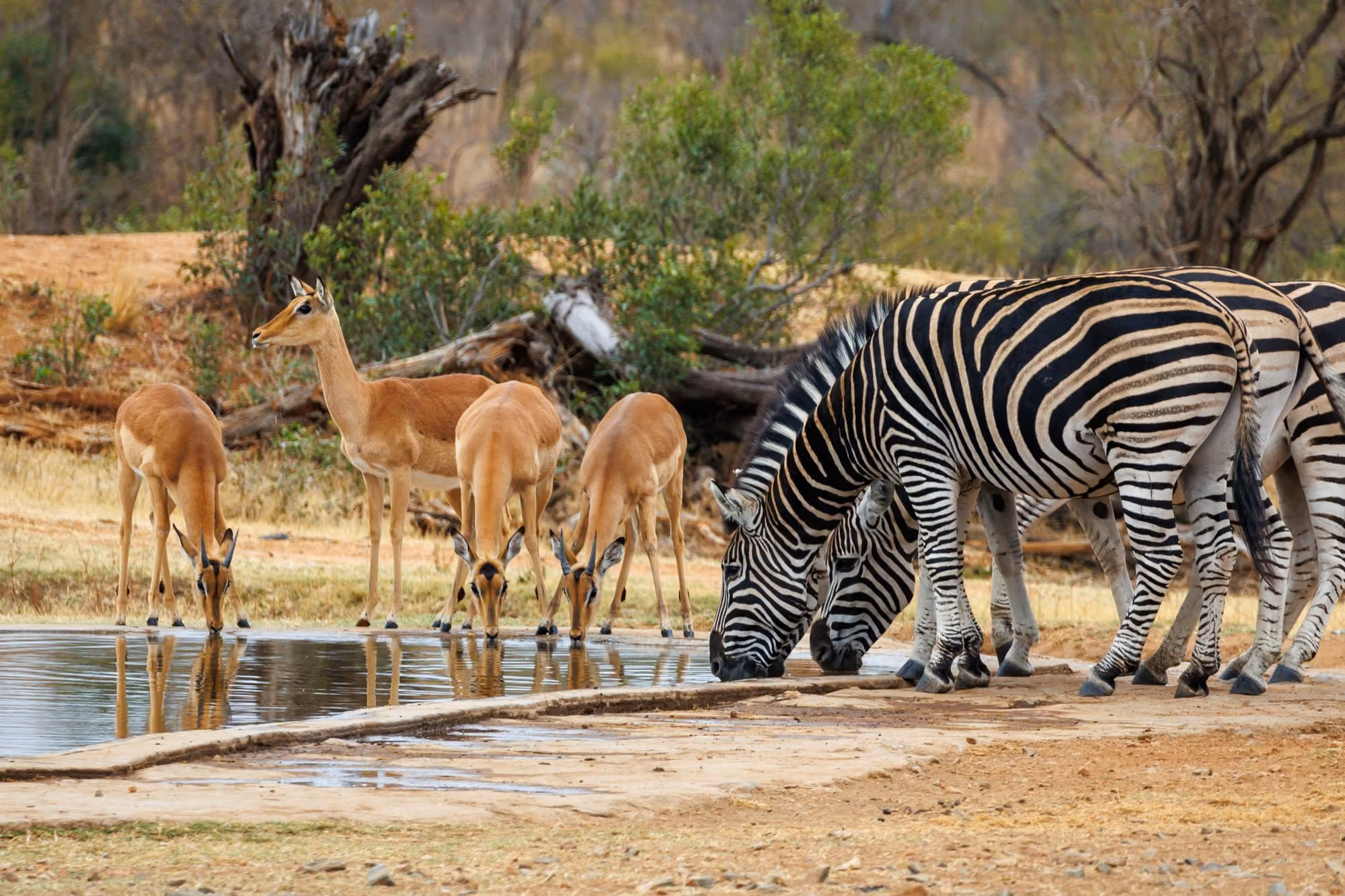 Near Lion Sands Game Reserve: A herd of zebra drinking water from a pond
