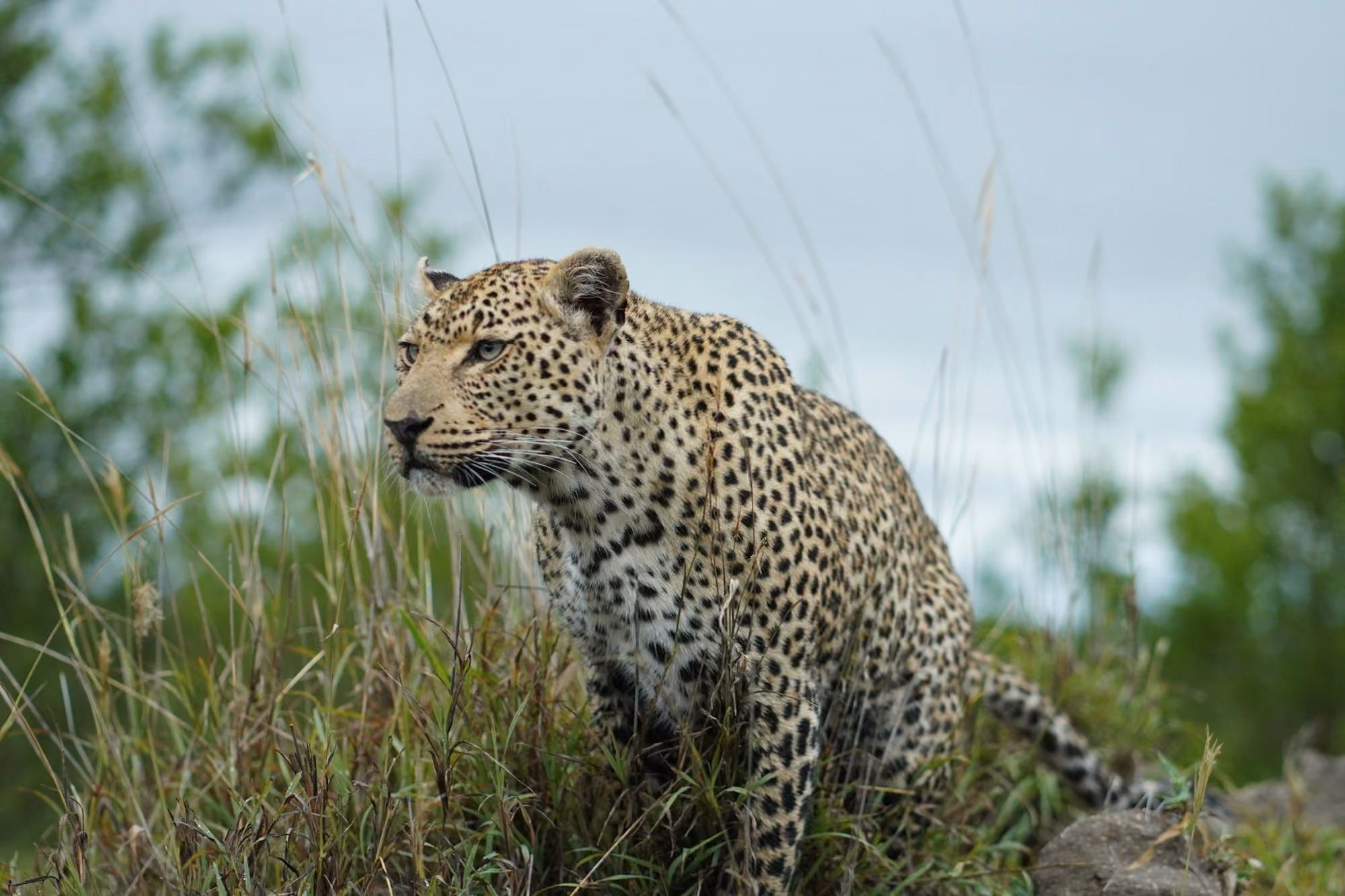 Near Londolozi: a leopard is walking through the tall grass