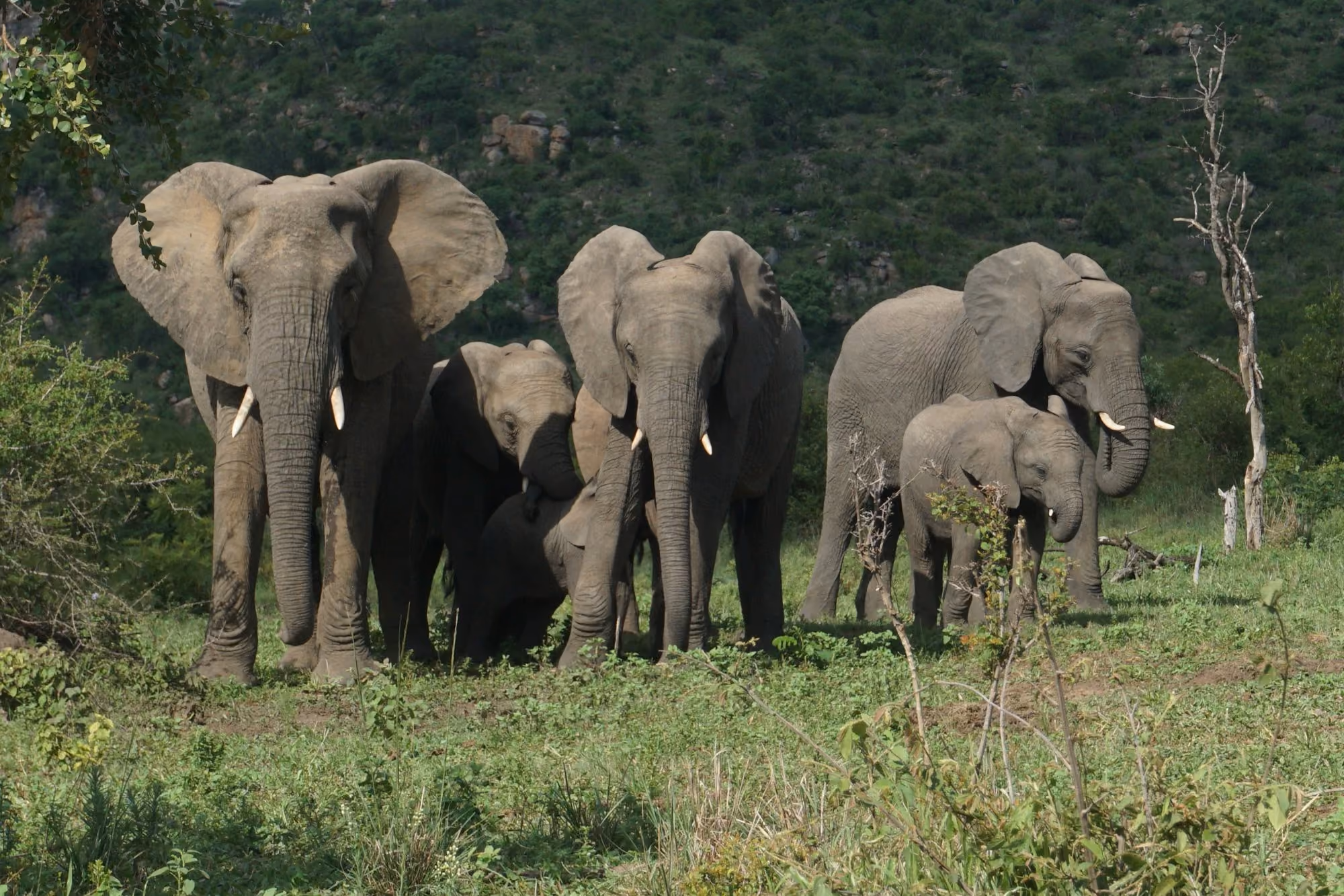 Near Royal Malewane: a herd of elephants walking across a lush green field