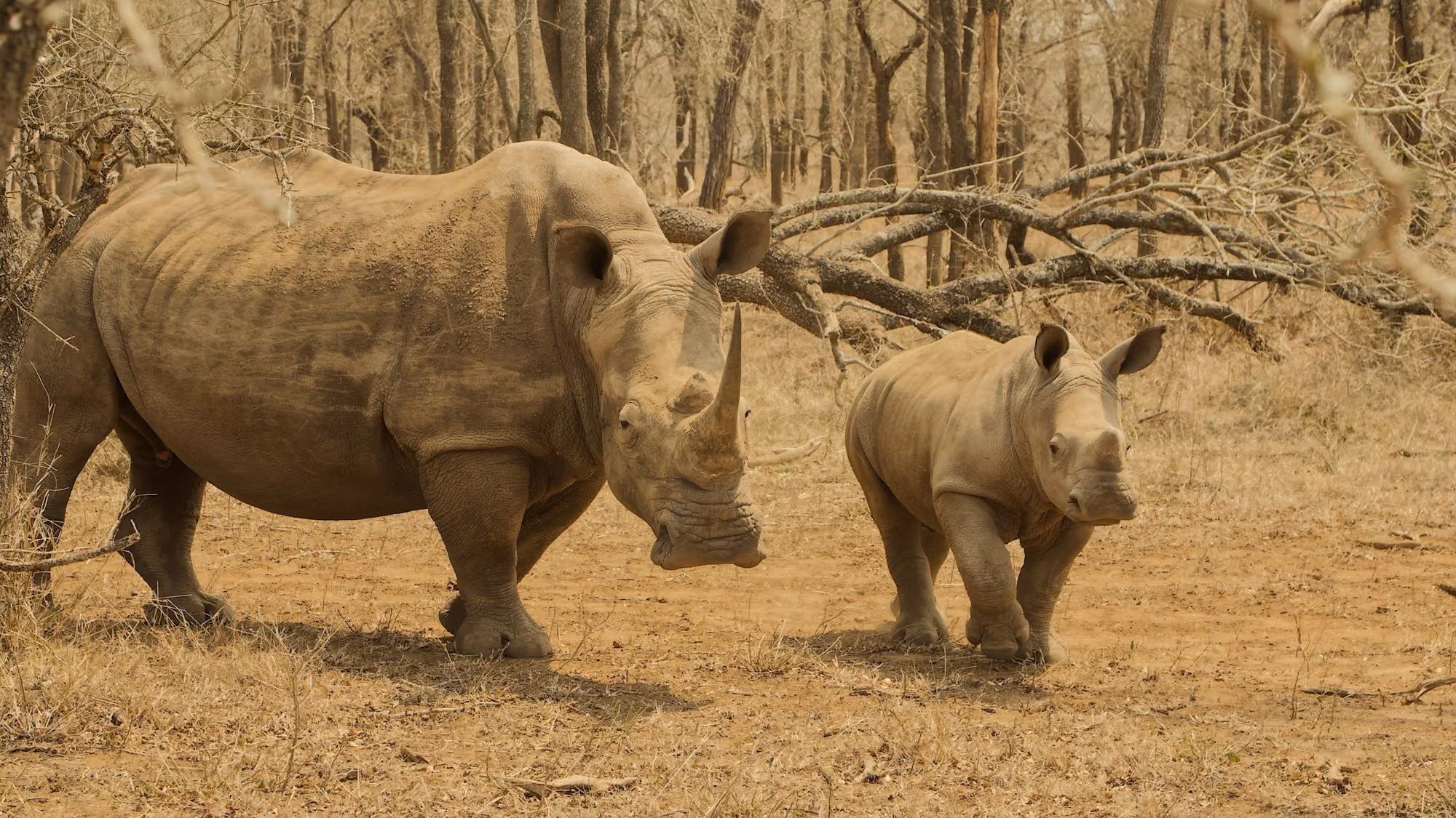 Near Silvan Safari Lodge: a couple of rhinoceros in a field