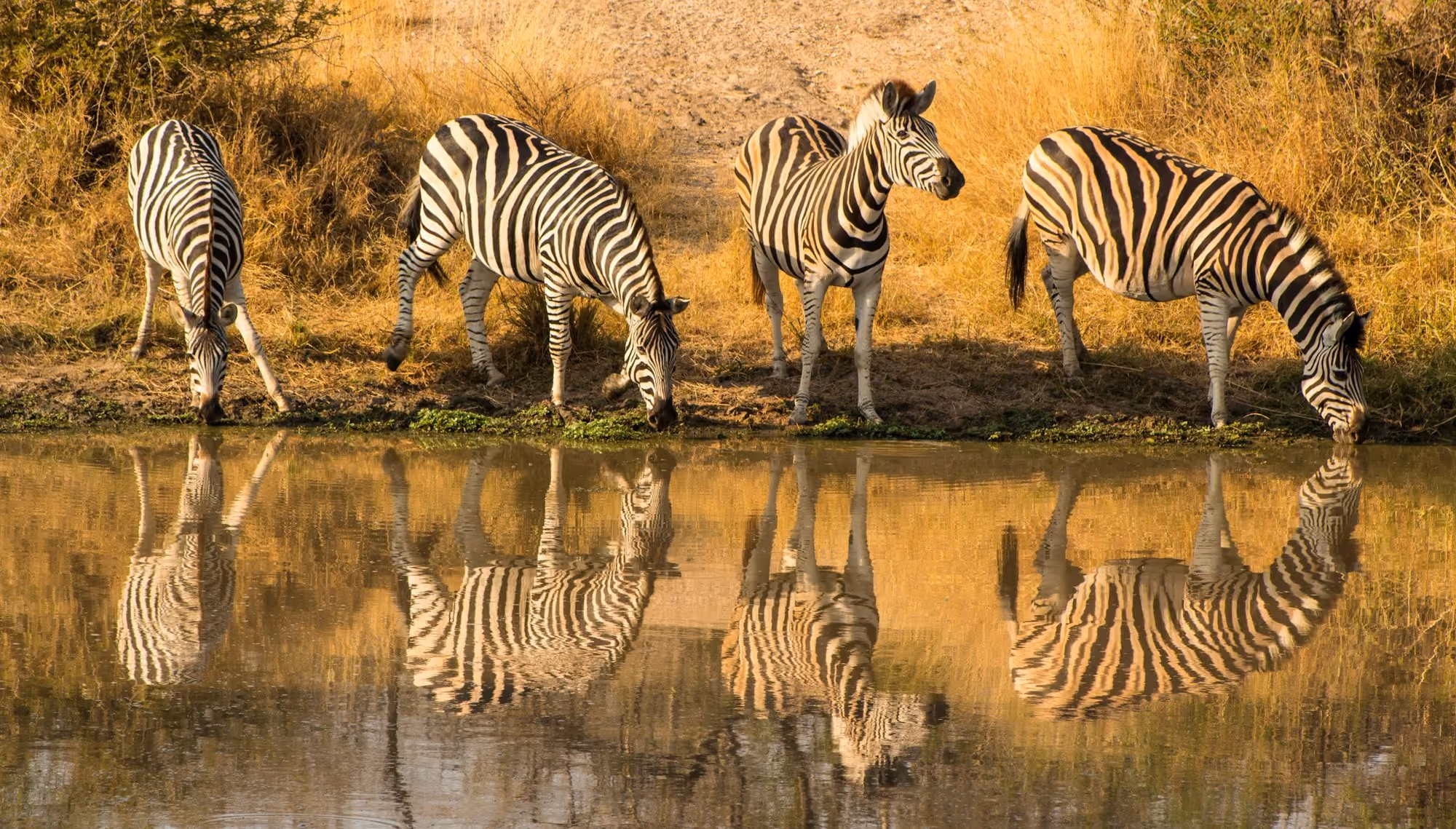 Near Singita Lebombo: Four zebras drinking from a calm pond in a dry grassy landscape