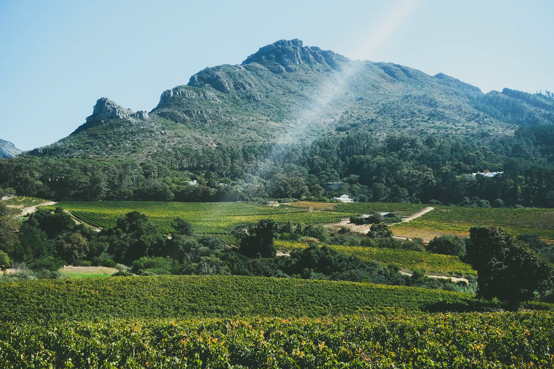 Green vineyards in a valley beneath a sunlit mountain in the Cape Winelands