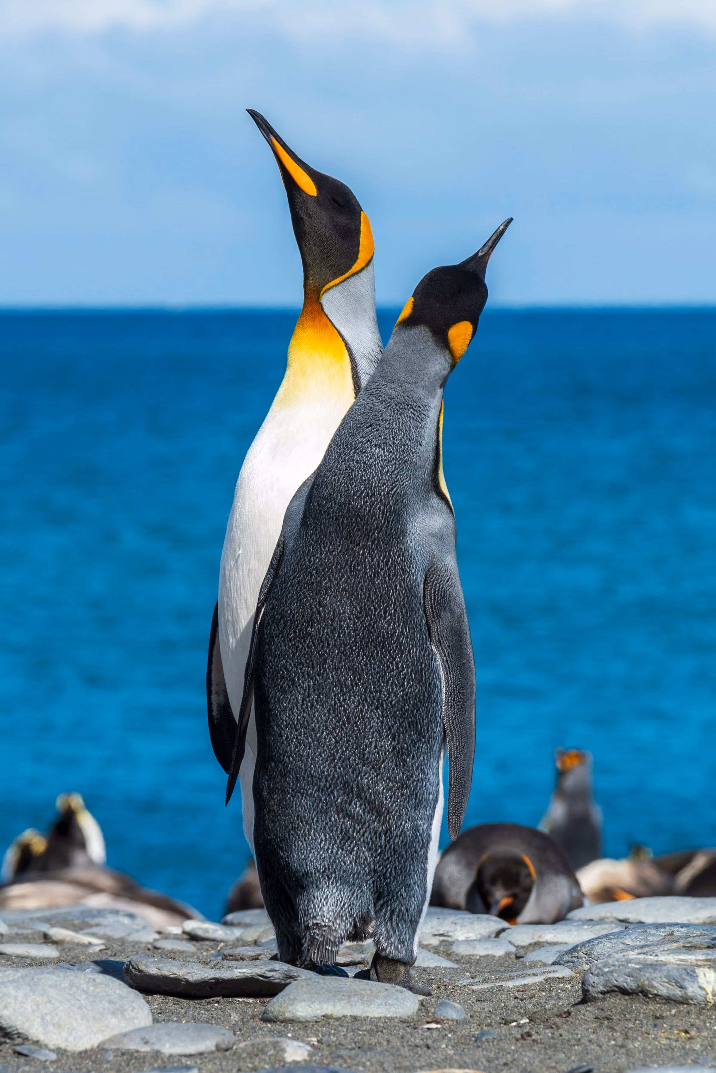 A king penguin at Gold Harbour, South Georgia