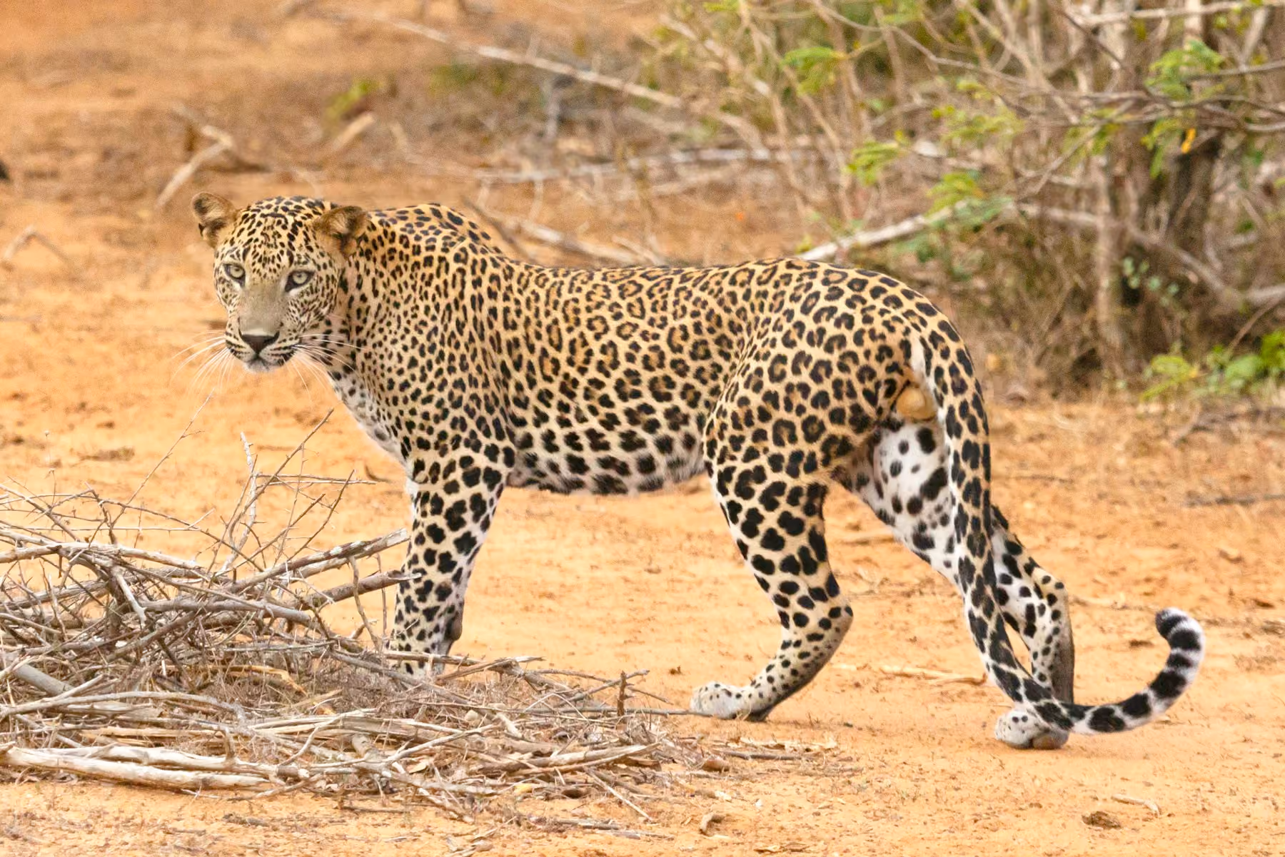A Sri Lankan leopard crossing a dry, sandy track in Yala National Park