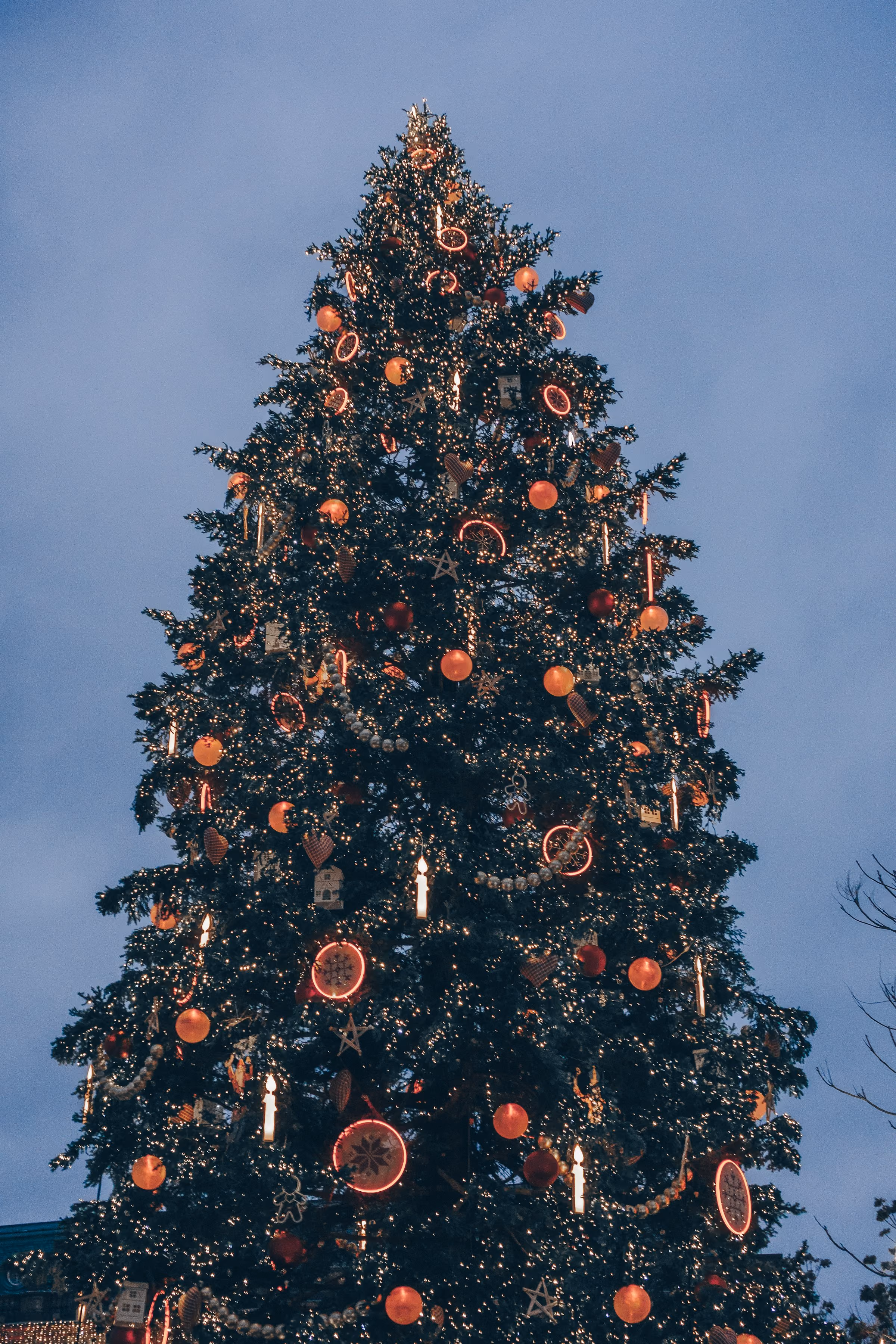 A great Christmas tree hung with lights and dried oranges